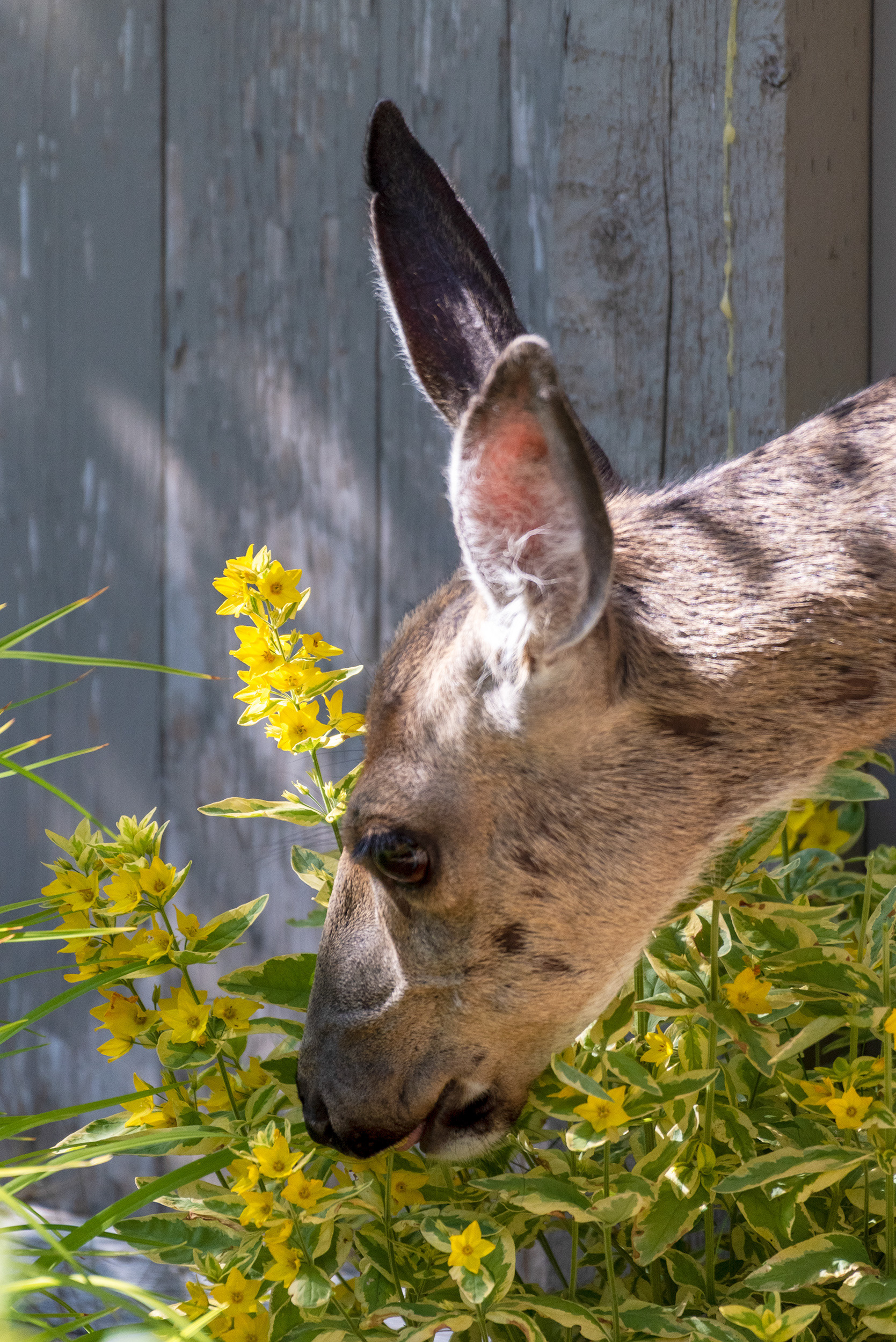 Deer takes a bite of some flowers