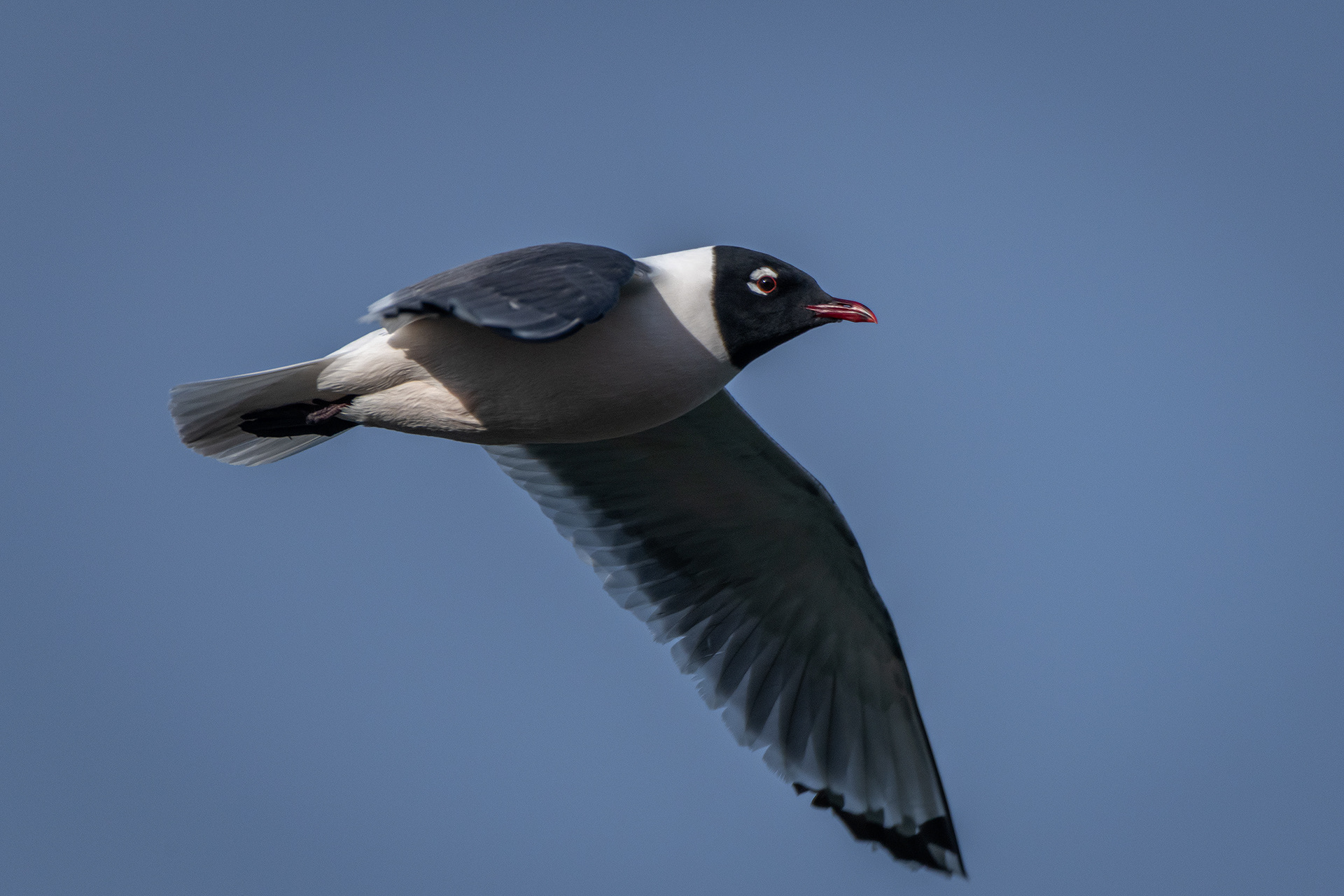 Franklin's Gull (in flight), Glenmore Reservoir, North Glenmore Park, Calgary, AB