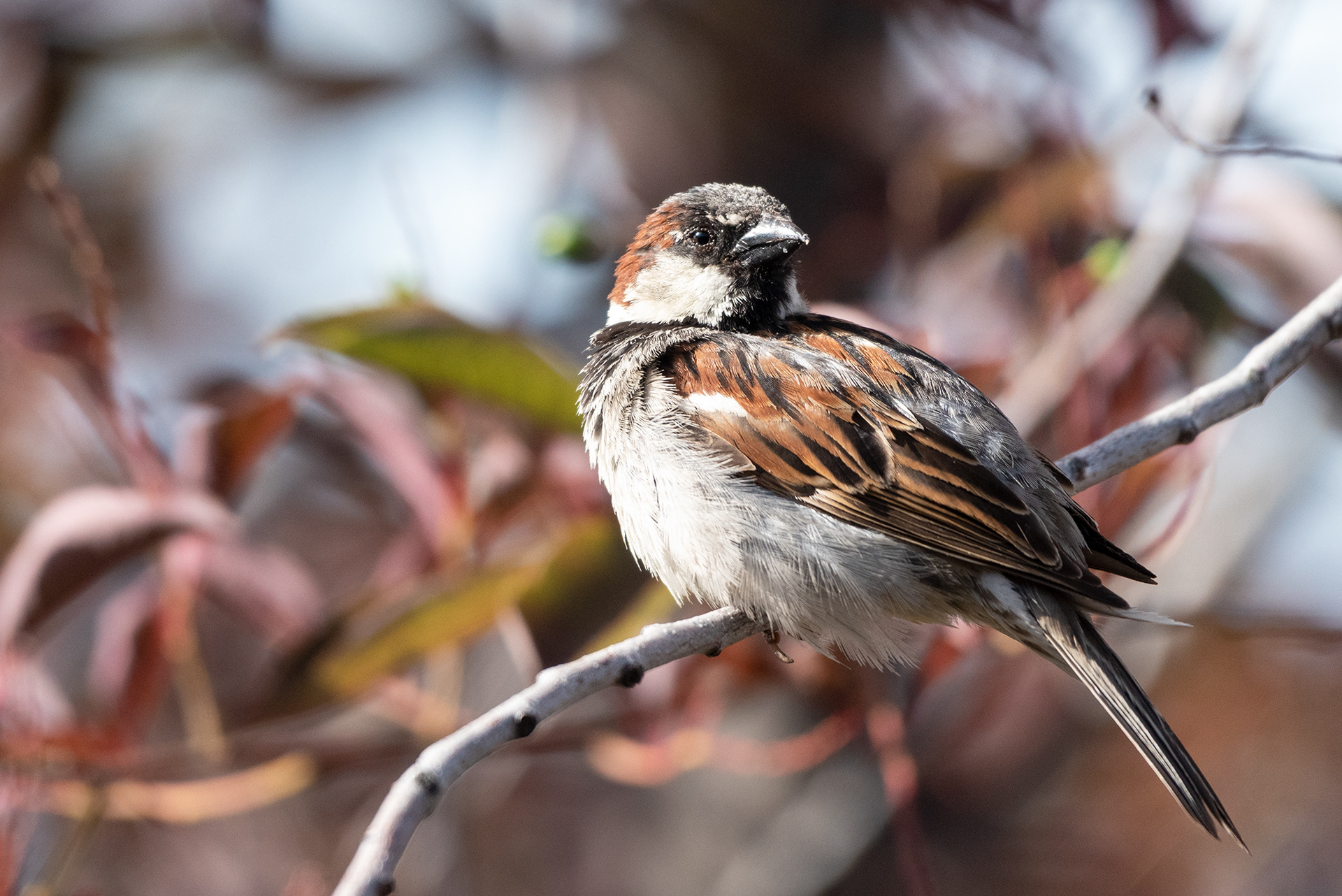 House Sparrow looking exhausted from the endless needs of the young
