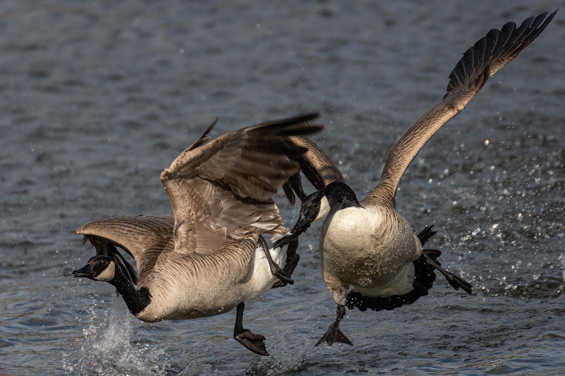 Canada Geese, Marshall Springs, Fish Creek Provincial Park, Calgary, AB