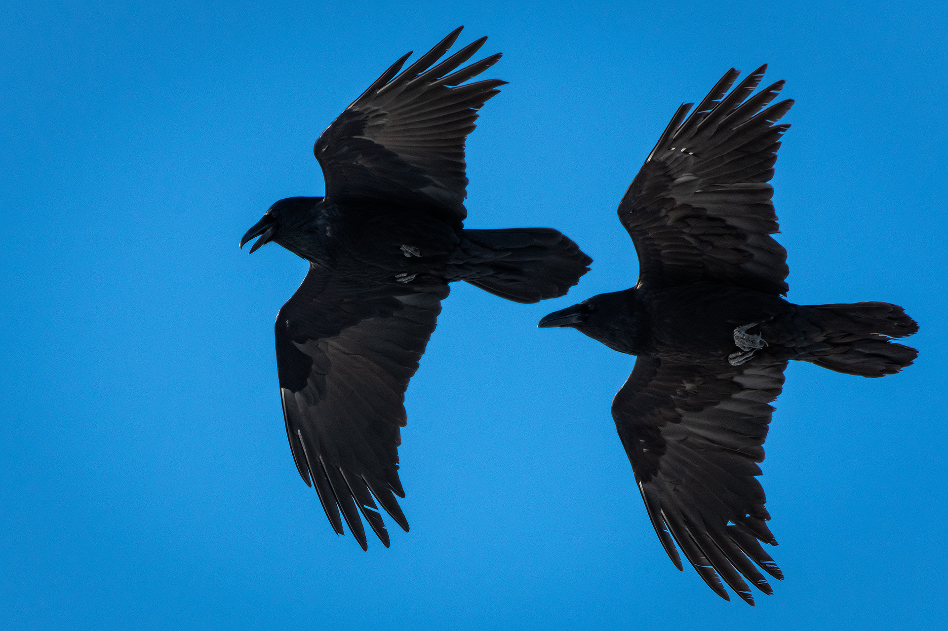 Common Ravens in flight - Southview Off Leash Dog Park, Calgary, AB