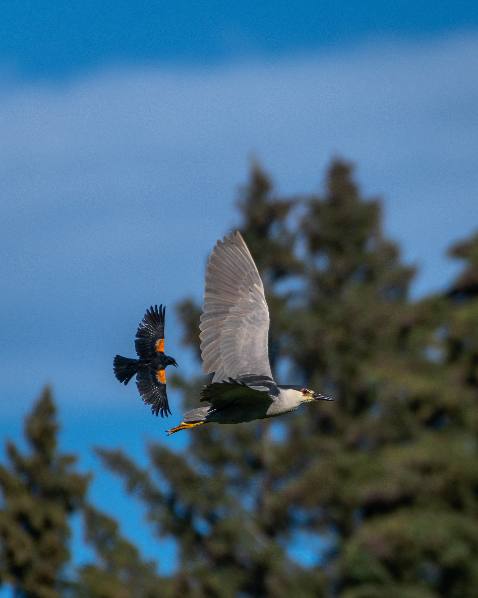 Black-crowned Night-Heron and male Red-winged Blackbird (both in flight), Marshall Springs ponds, Fish Creek Provincial Park, Calgary, AB