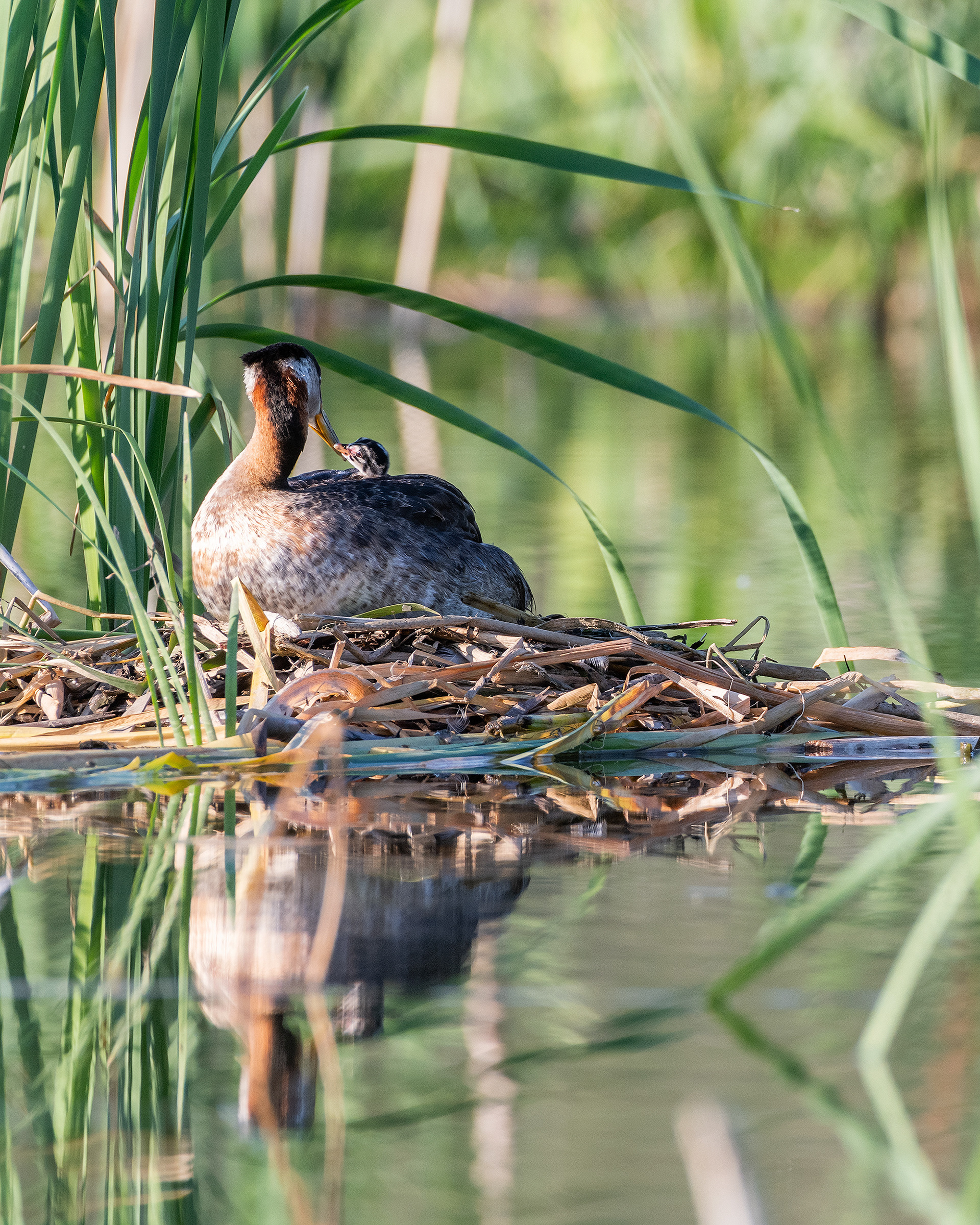 Red-necked Grebe (female) on her nest interacting with one of her chicks, Marshall Springs - Fish Creek Prov. Park, Calgary, AB