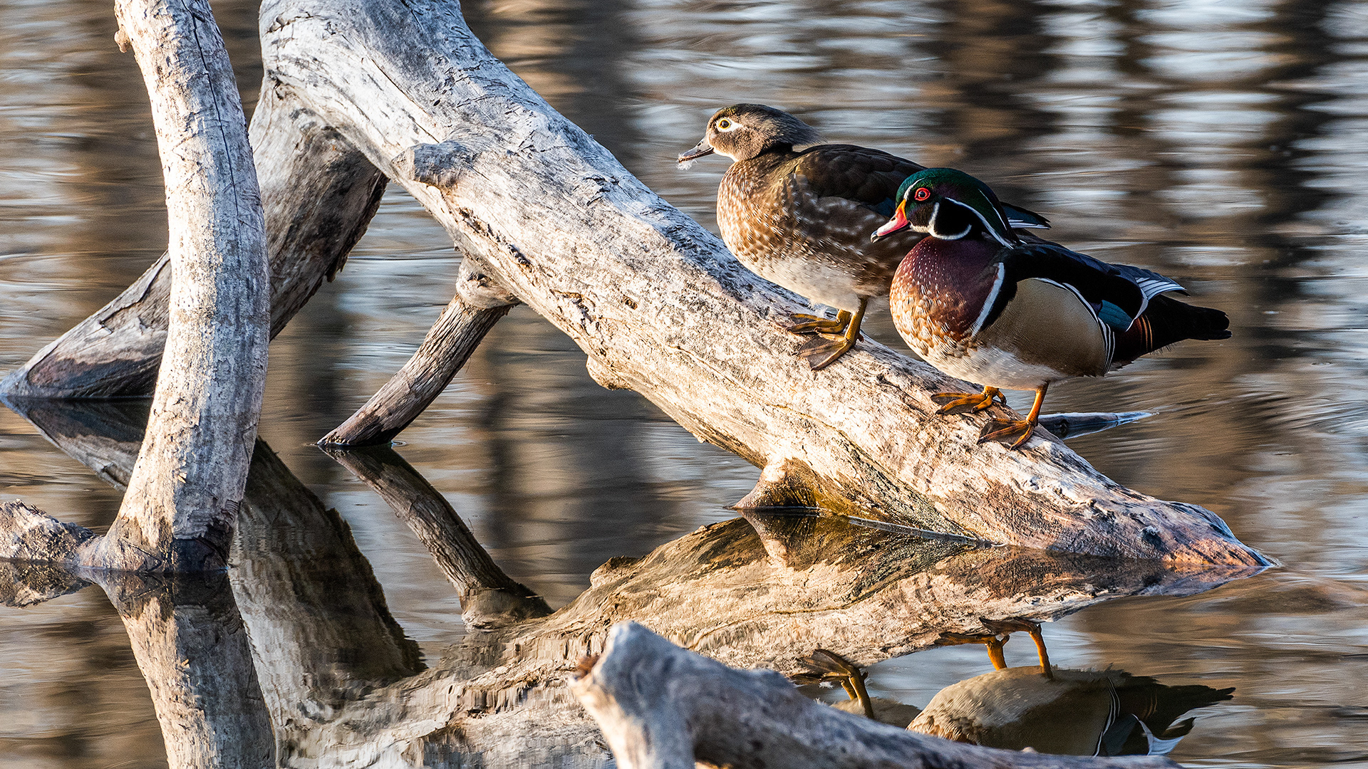 Wood Duck (female & male) pair at the Inglewood Bird Sanctuary & Nature Centre, Calgary, Alberta