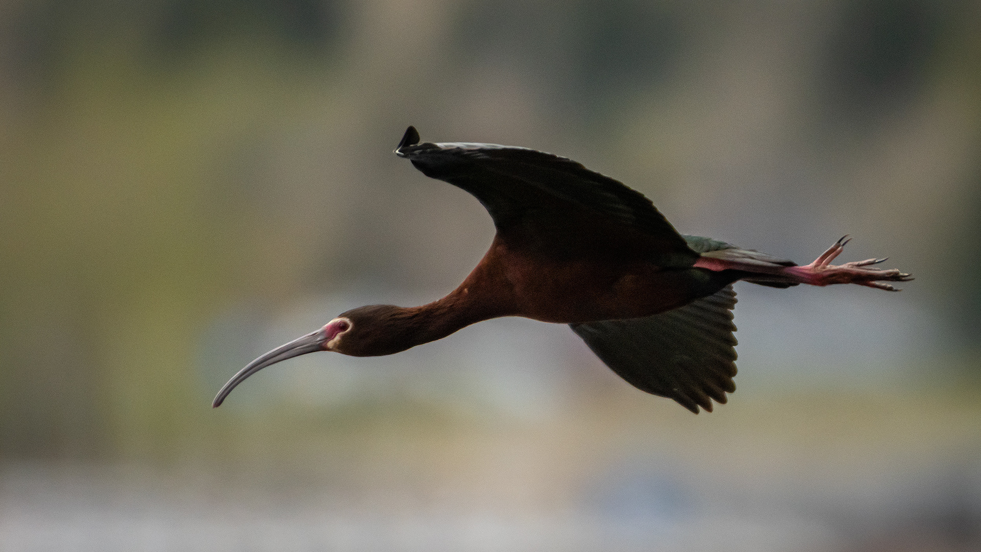 White-faced Ibis (in flight), Glenmore Reservoir, North Glenmore Park, Calgary, AB