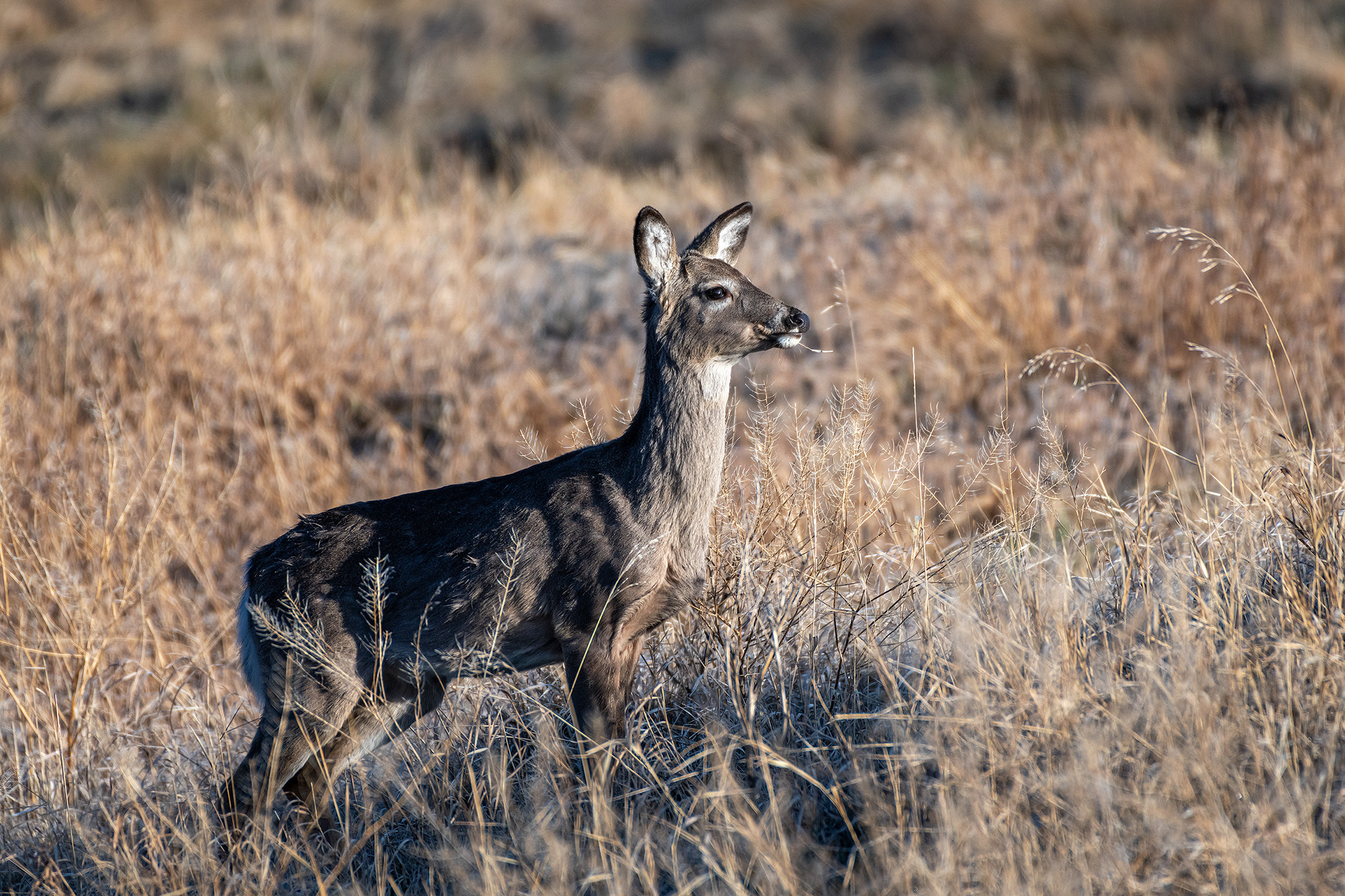 White-tailed Deer, Marshall Springs, Fish Creek Provincial Park, Calgary, AB