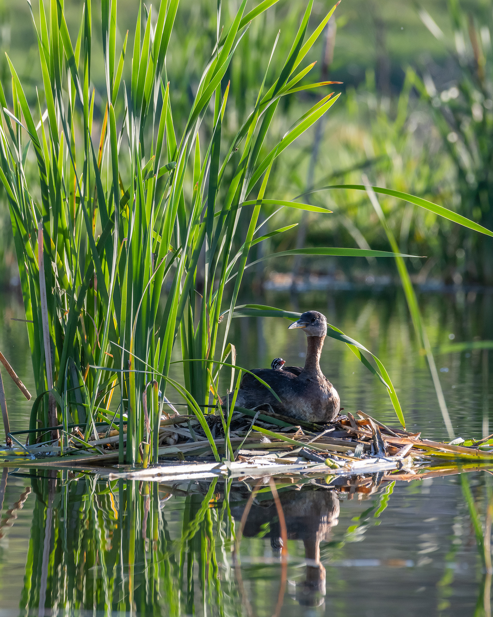 Red-necked Grebe (female) and her one day old chick at their nest, Marshall Springs - Fish Creek Prov. Park, Calgary, AB