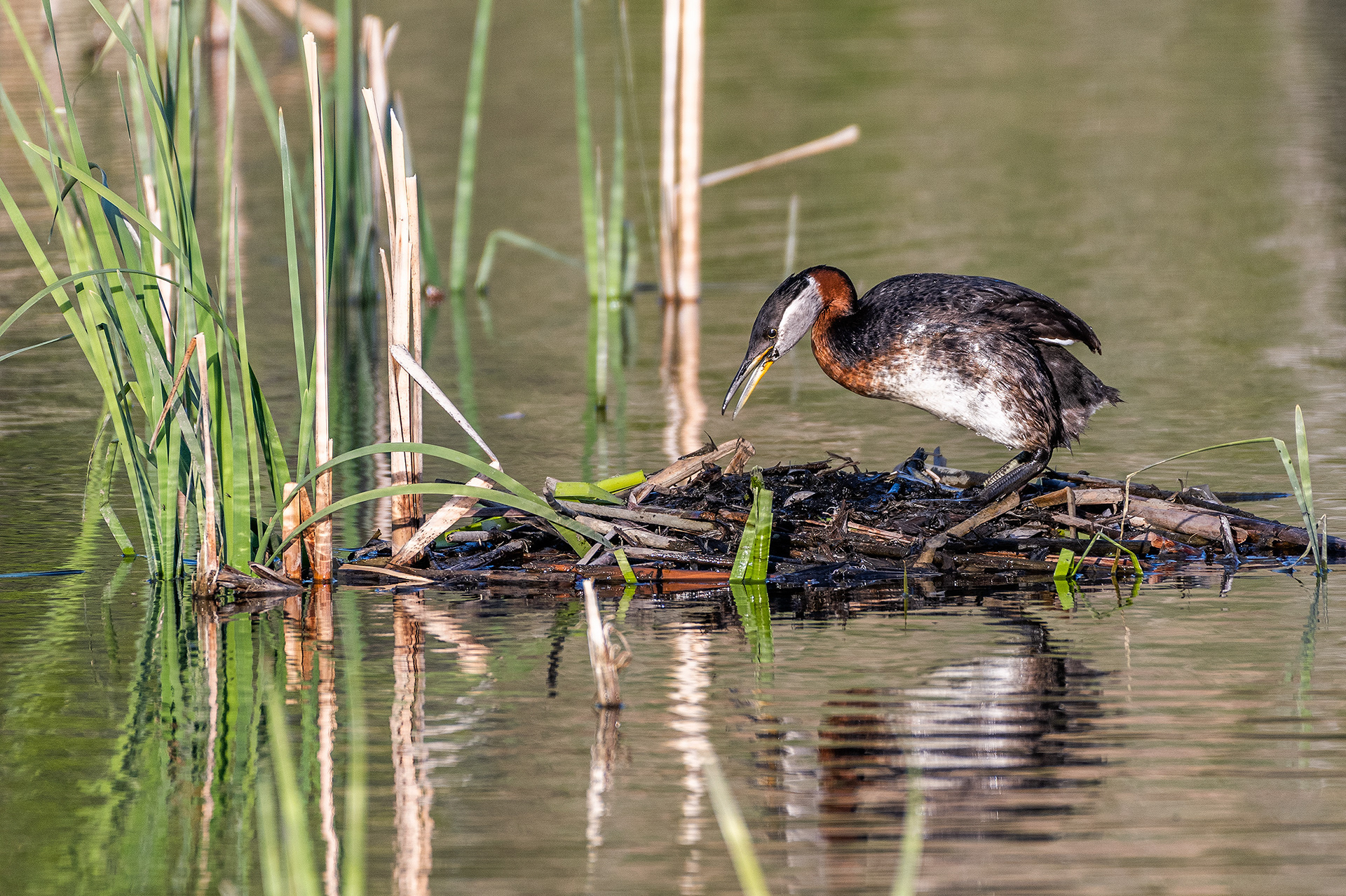 Red-necked Grebe tending to the nest at the Marshall Springs ponds in Fish Creek Provincial Park, Calgary, Alberta