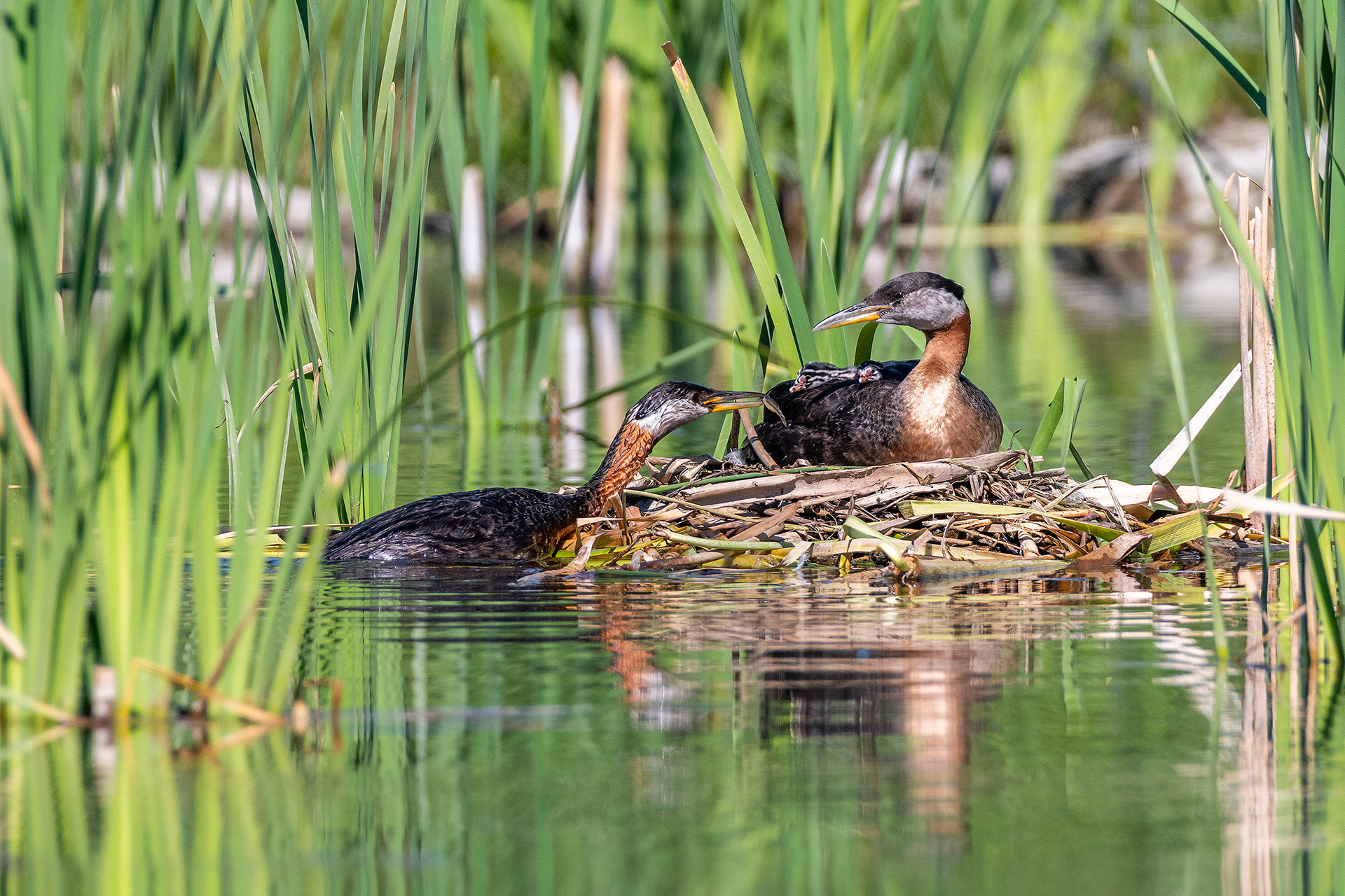 Red-necked Grebe pair at their nest with two chicks (male on the nest, female feeding the chicks), Marshall Springs - Fish Creek Prov. Park, Calgary, AB