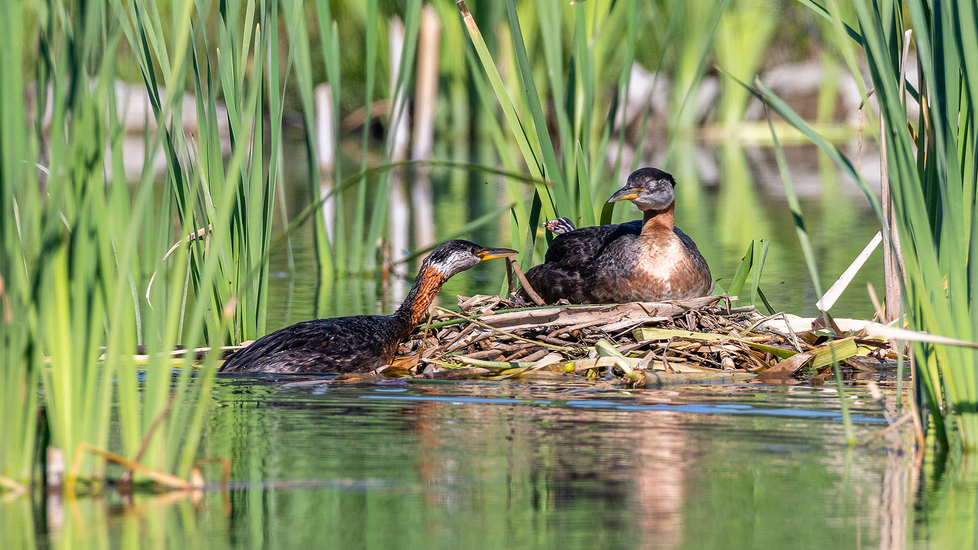 Red-necked Grebe pair at their nest with a chick (male on the nest, female feeding the chick), Marshall Springs - Fish Creek Prov. Park, Calgary, AB