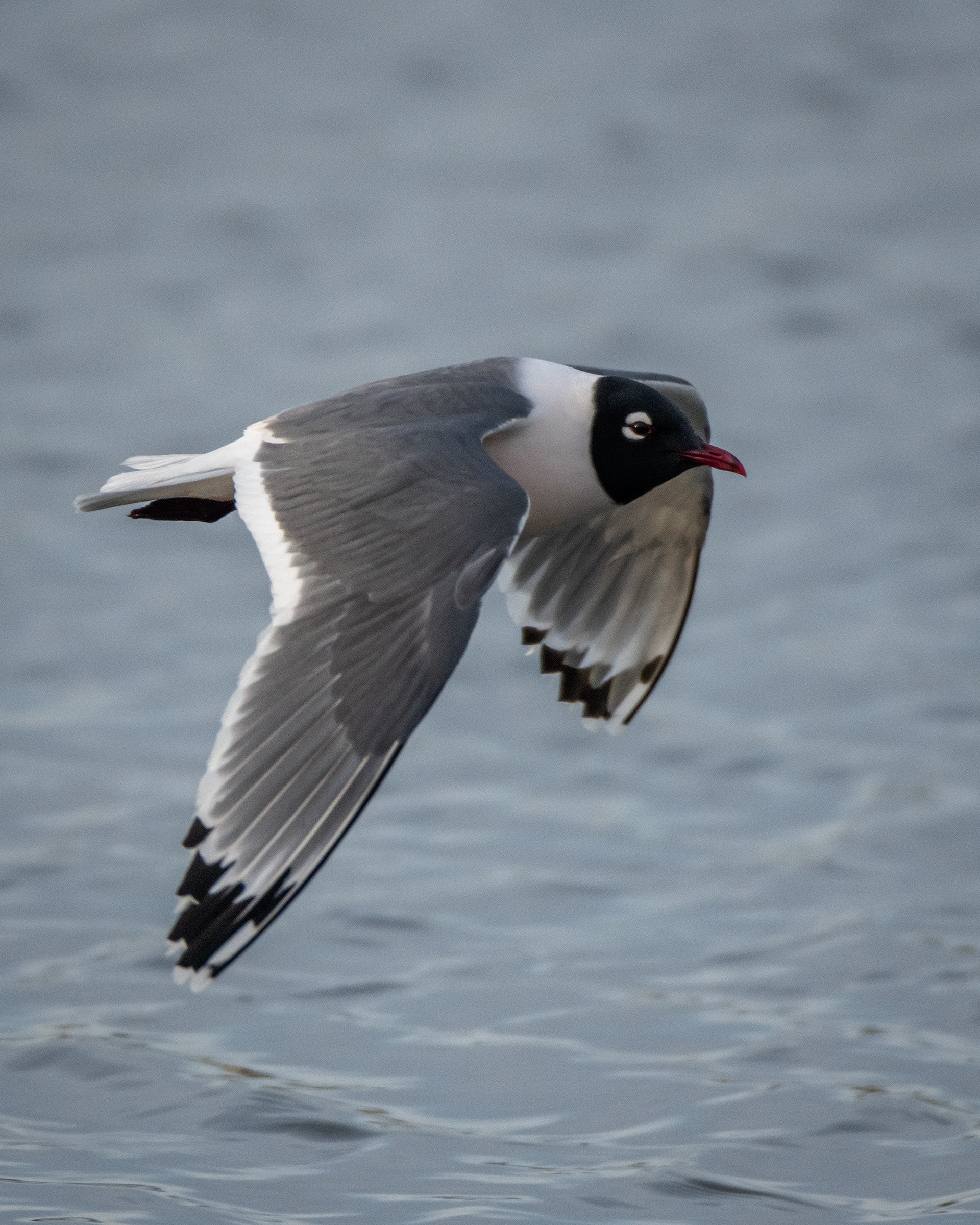 Franklin's Gull (in flight), Glenmore Reservoir, North Glenmore Park, Calgary, AB