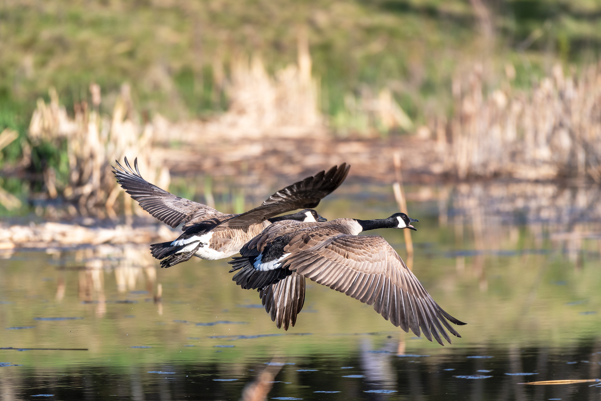 Canada Geese, Marshall Springs, Fish Creek Provincial Park, Calgary, Alberta