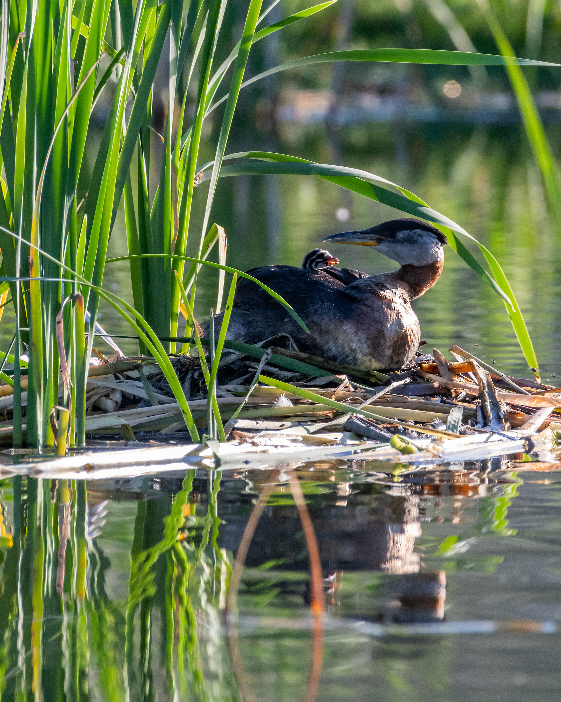 Red-necked Grebe (female) and her one day old chick at their nest, Marshall Springs - Fish Creek Prov. Park, Calgary, AB