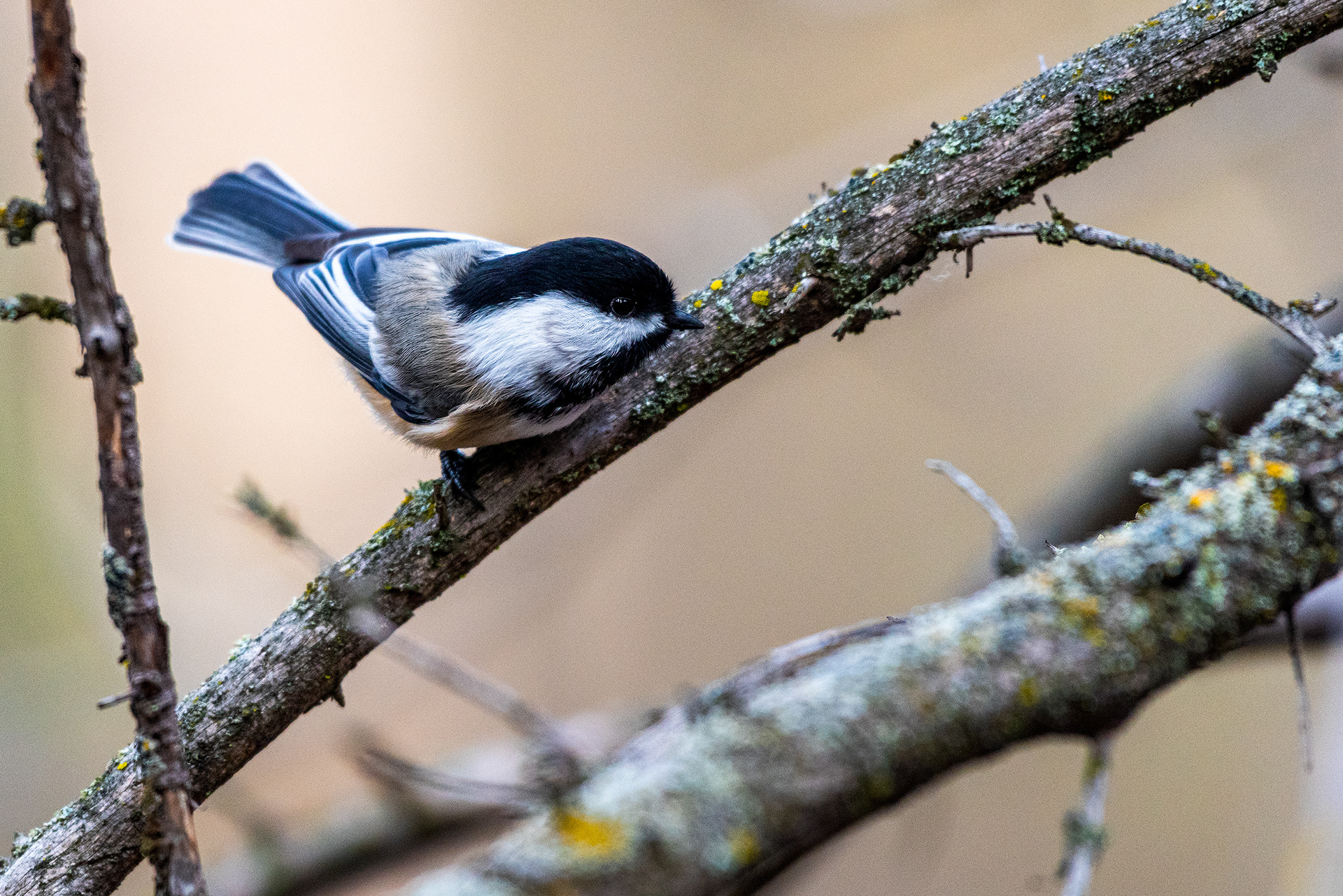 Black-capped Chickadee near the Marshall Springs ponds in Fish Creek Provincial Park
