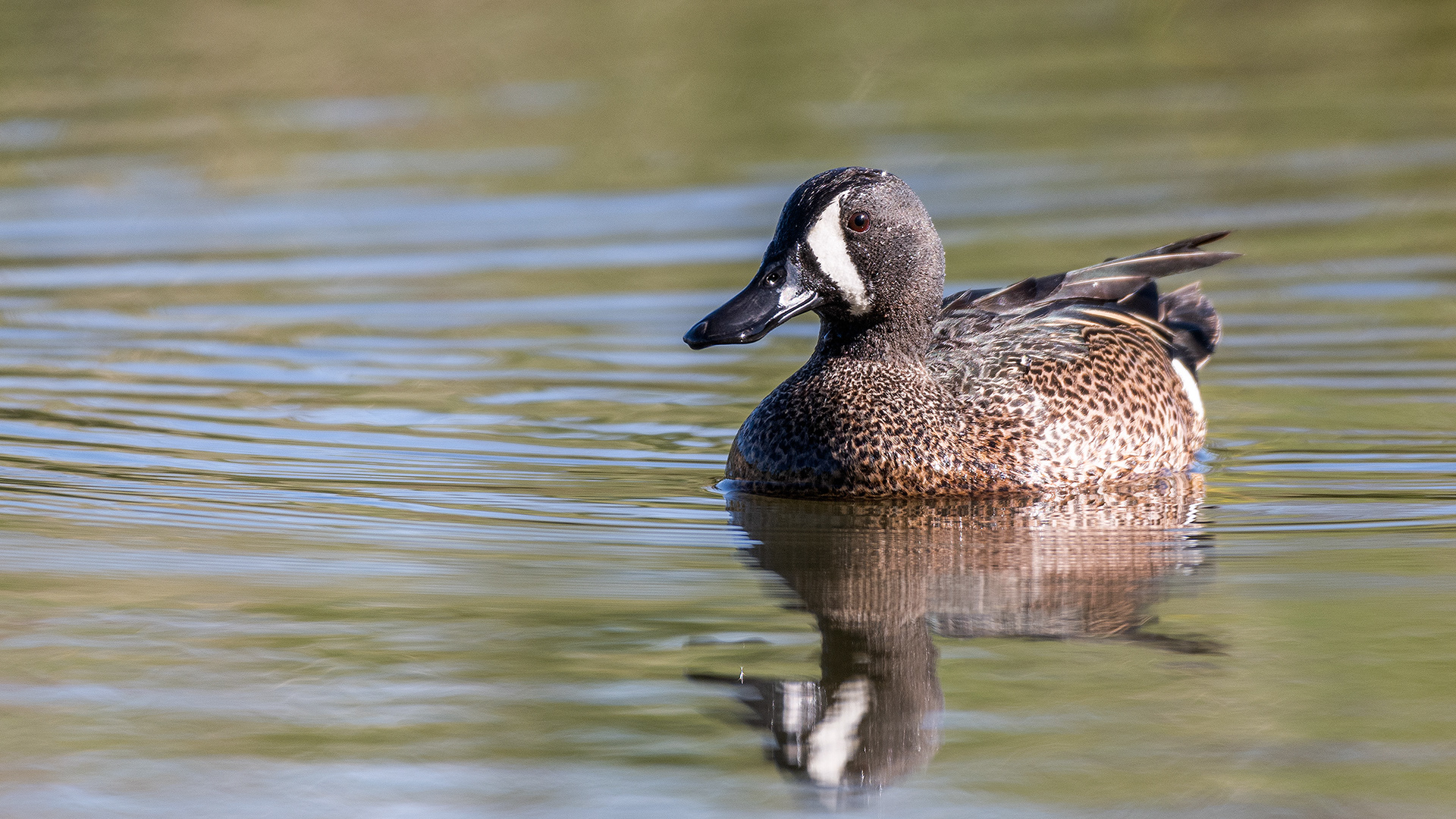 Blue-winged Teal (male) at Marshall Springs, Fish Creek Provincial Park, Calgary, Alberta