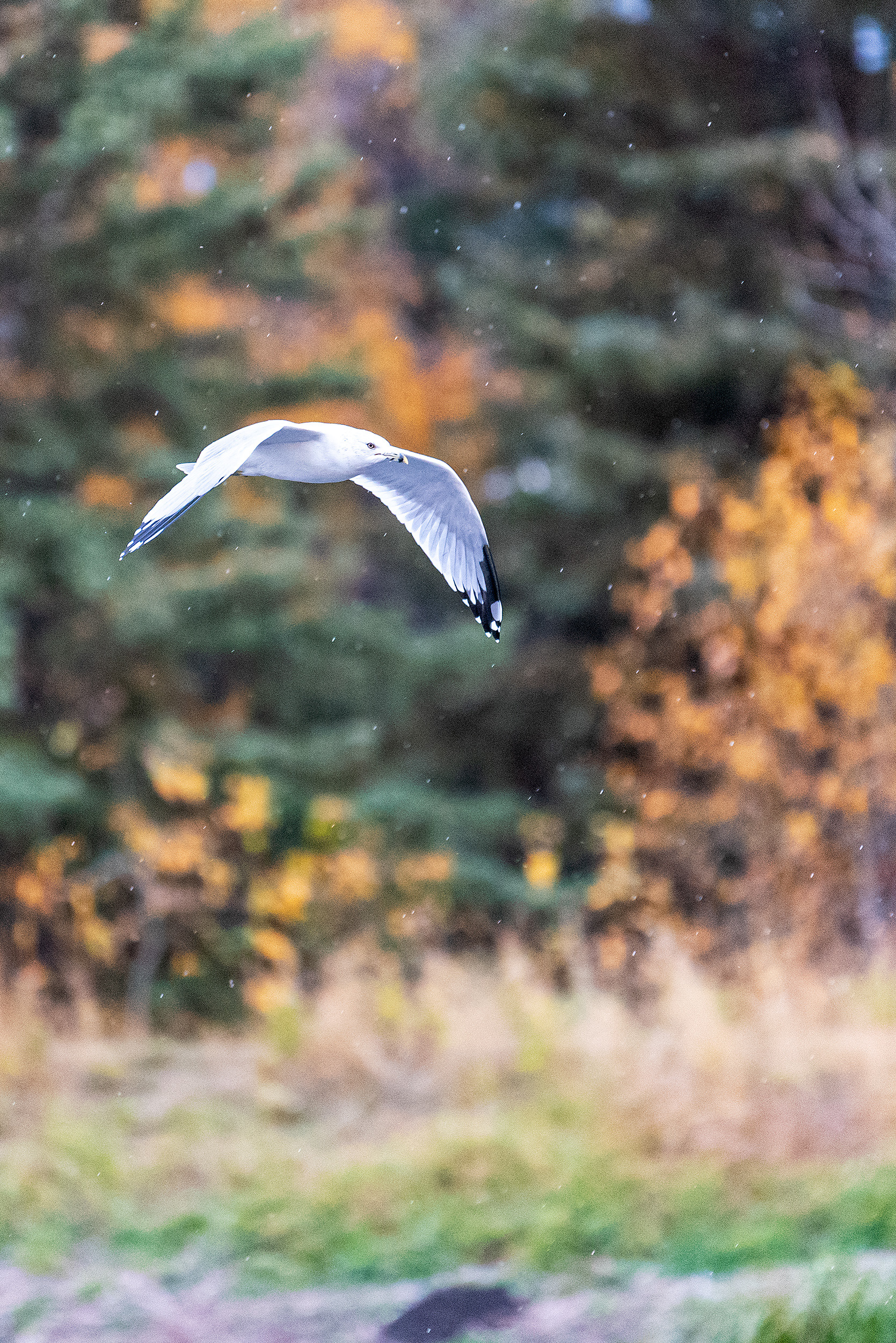 Ring-billed Gull, in flight, in light rain, at the Marshall Springs ponds in Fish Creek Provincial Park