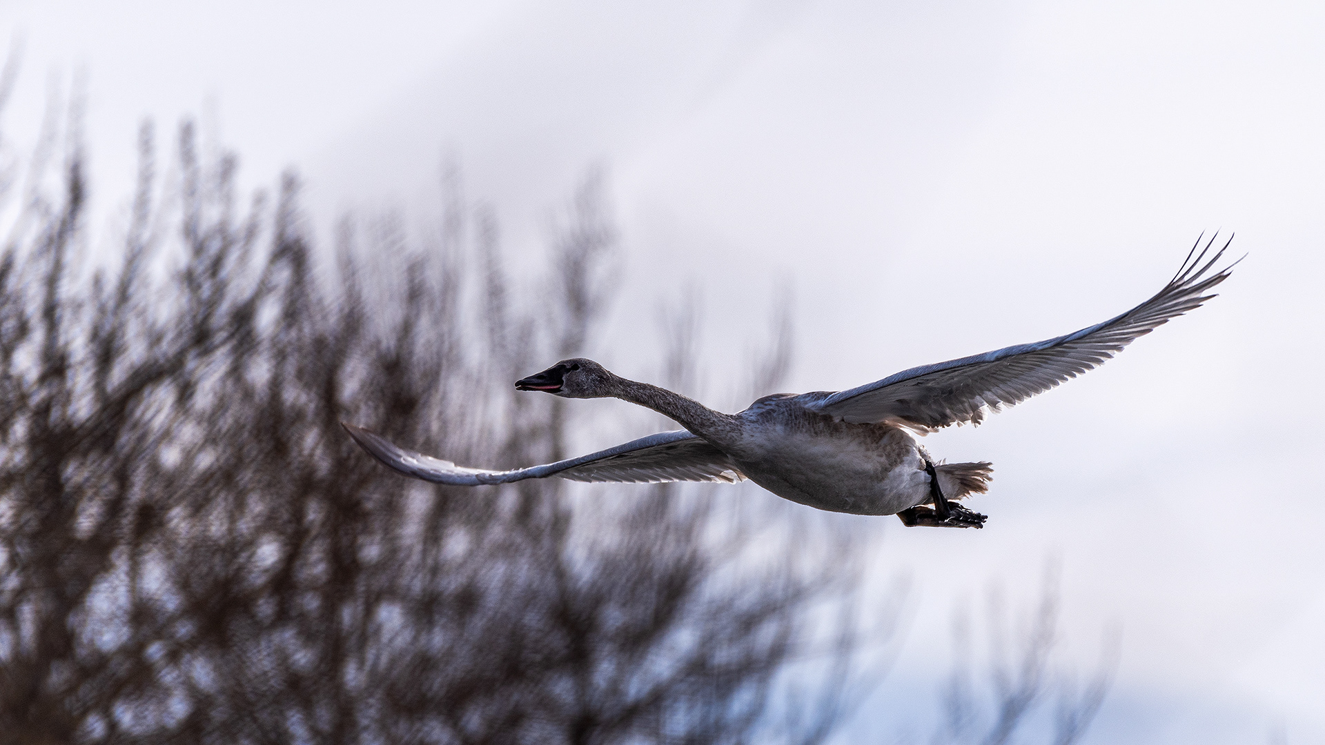 Trumpeter Swan (in flight) near Mallard Point, Fish Creek Prov. Park, Calgary, AB