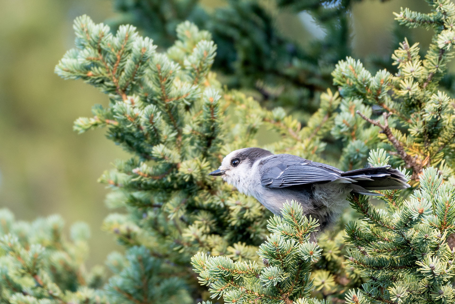 Gray Jay bird at Prairie Mountain