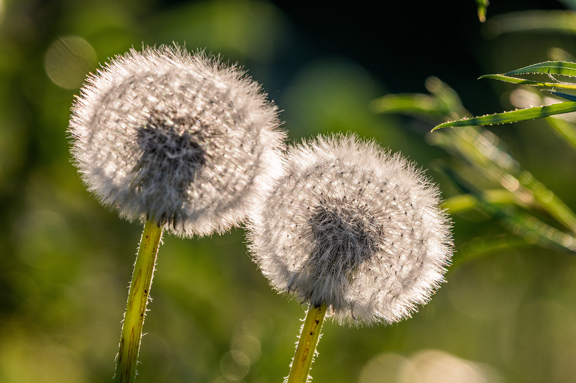 Dandelions gone to seed, Marshall Springs, Fish Creek Prov. Park, Calgary, AB