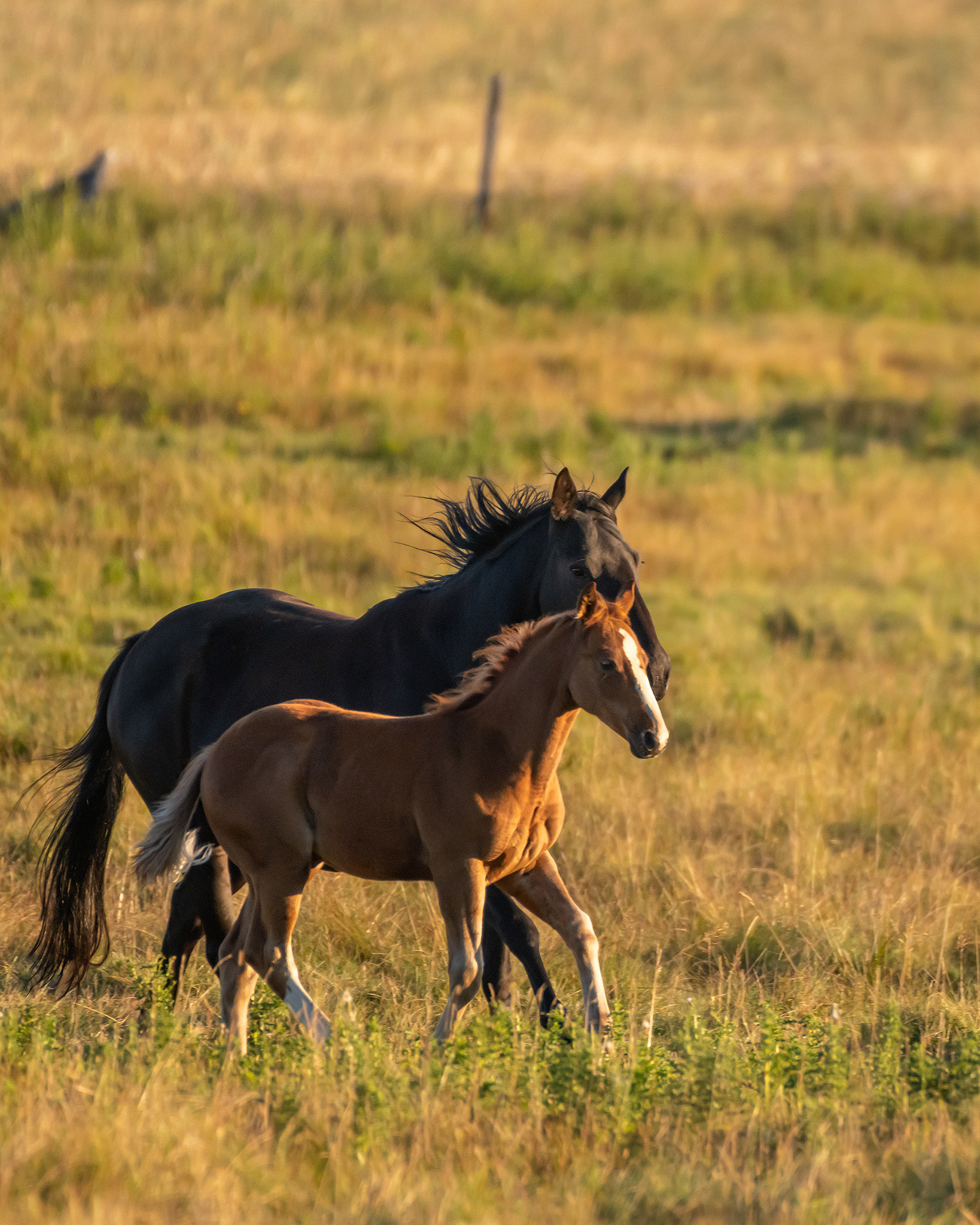 Horses, Foothills, AB