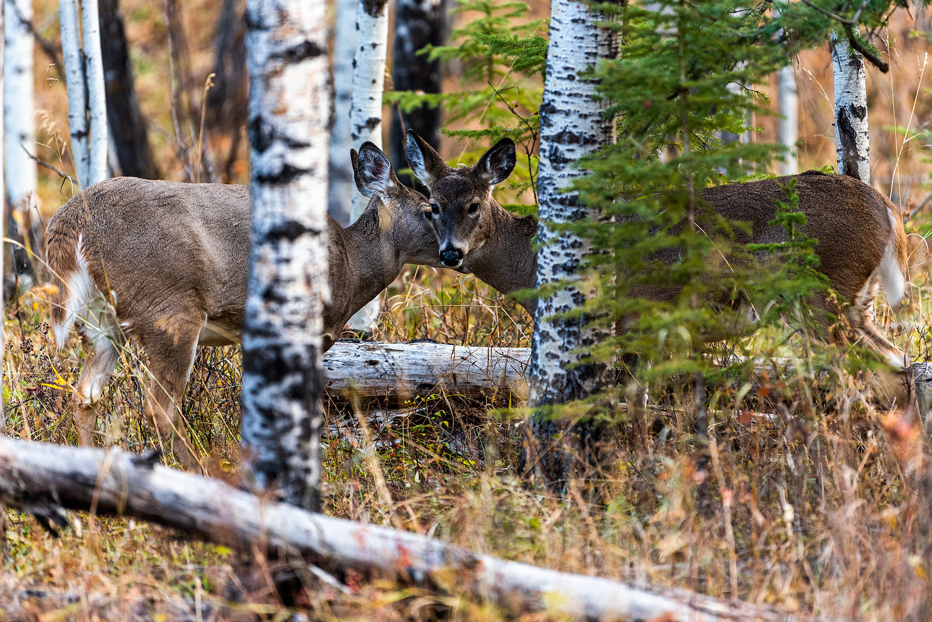 White-tailed Deer, sharing a moment together, near the Marshall Springs ponds in Fish Creek Provincial Park