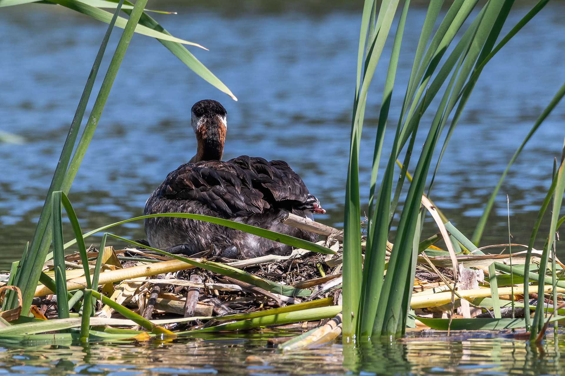 Red-necked Grebe (female) at her nest with their newly hatched chick that's peeking out from the back of her, Marshall Springs - Fish Creek Prov. Park, Calgary, AB