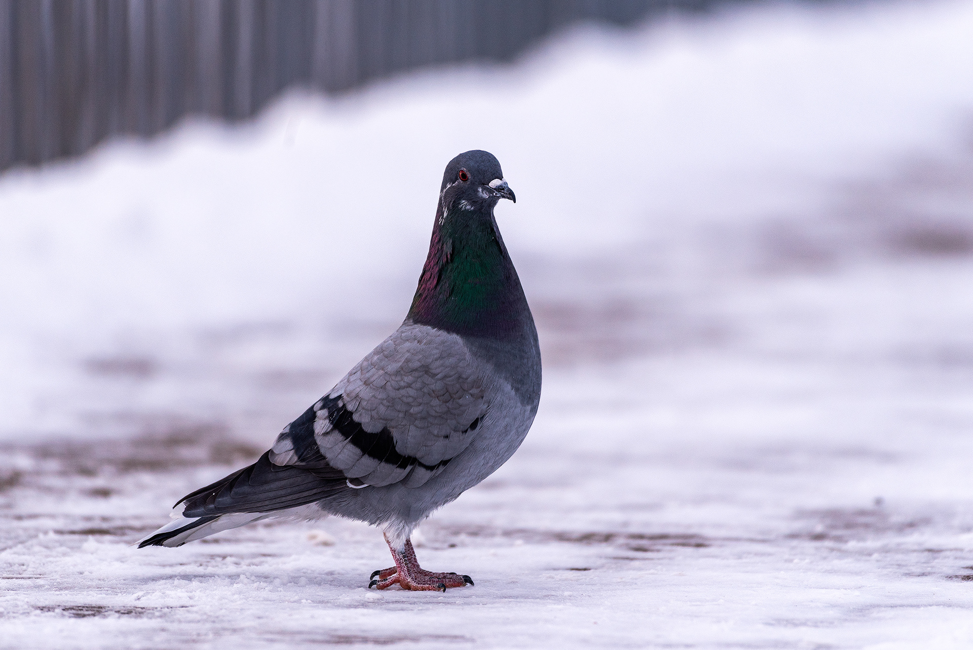 Rock Dove (pigeon) on the Carburn Park Pedestrian Bridge, over the Bow River, near Carburn Park, Calgary, AB