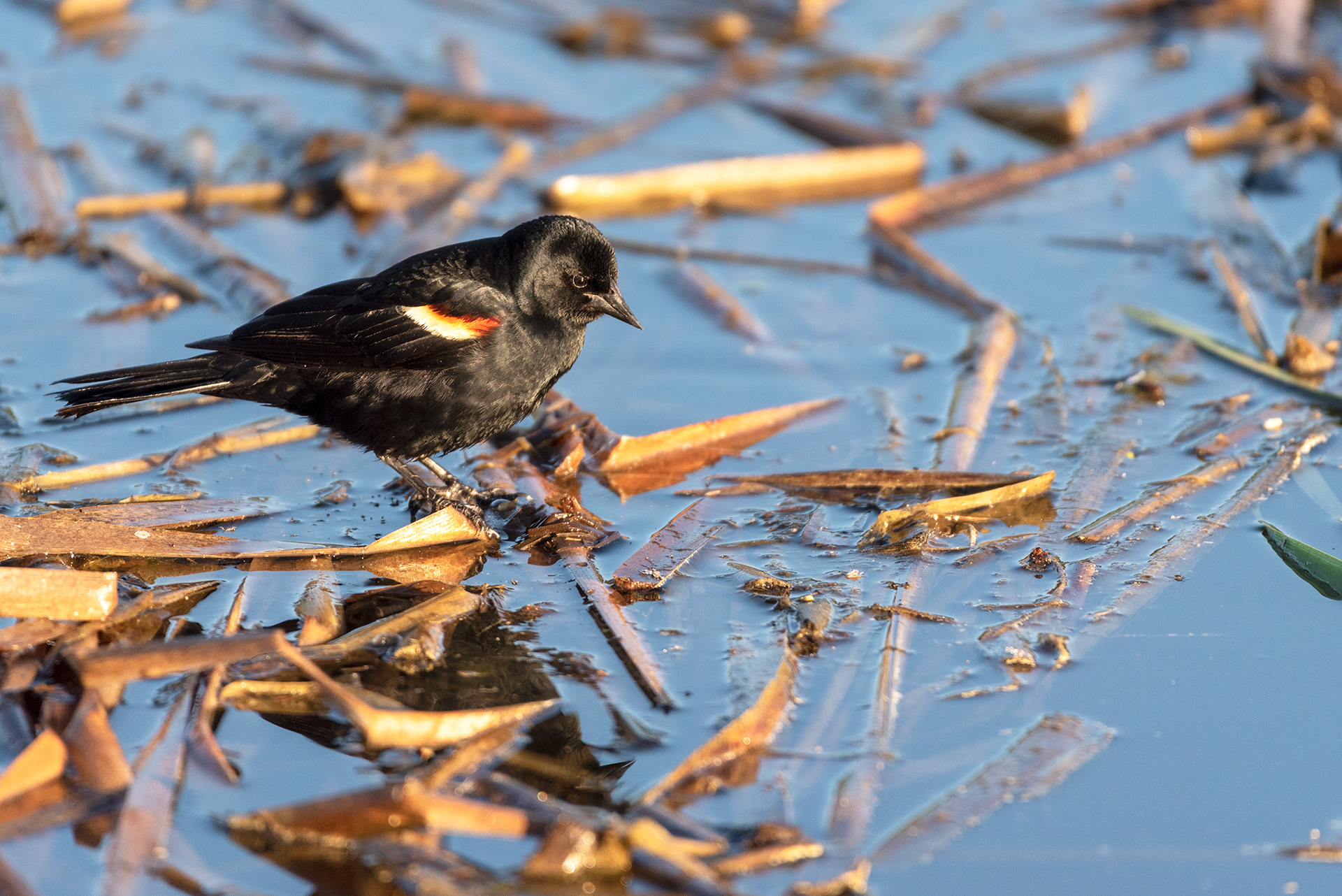 Red-winged blackbird (standing, side view)
