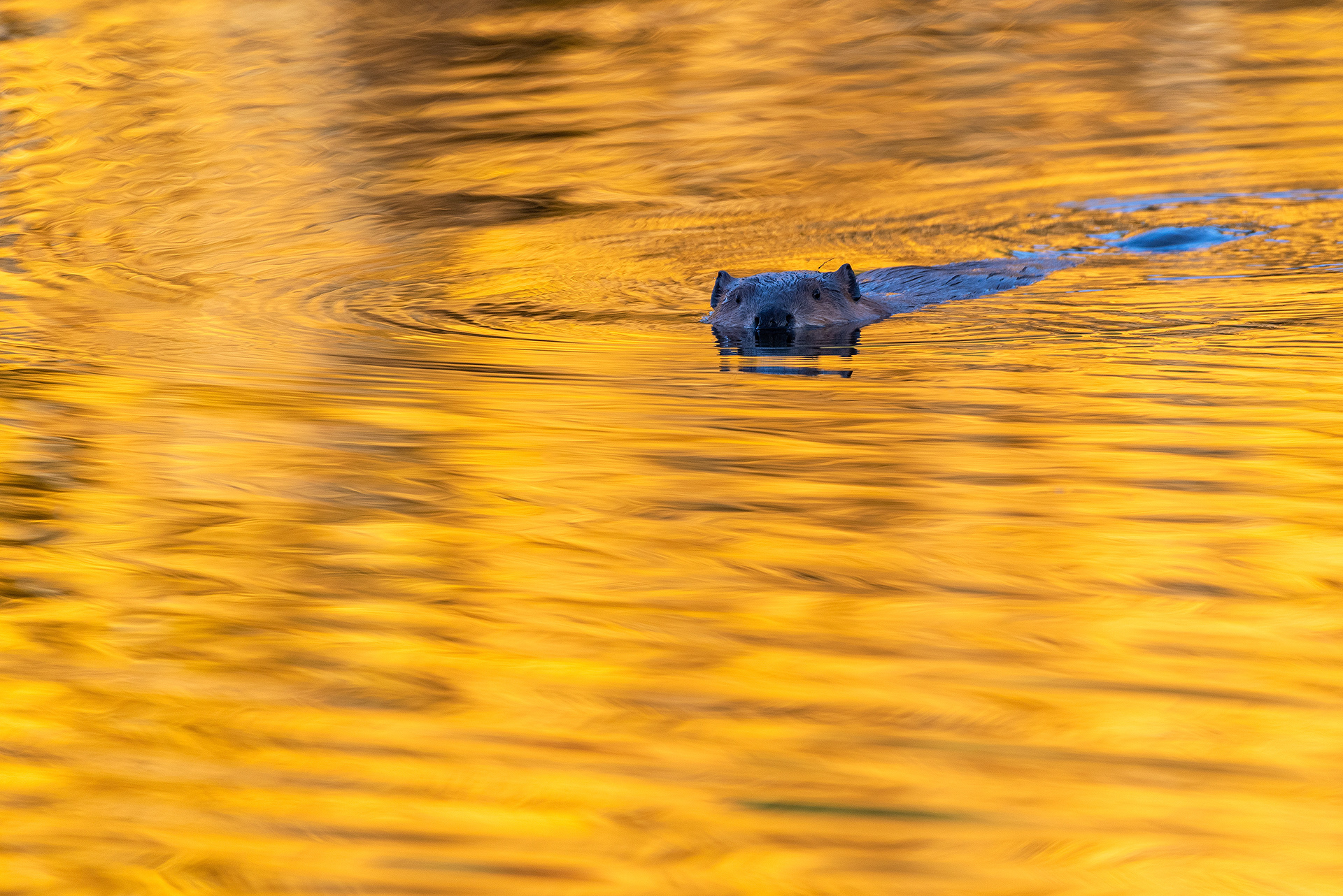 Beaver at the Marshall Springs ponds in Fish Creek Provincial Park