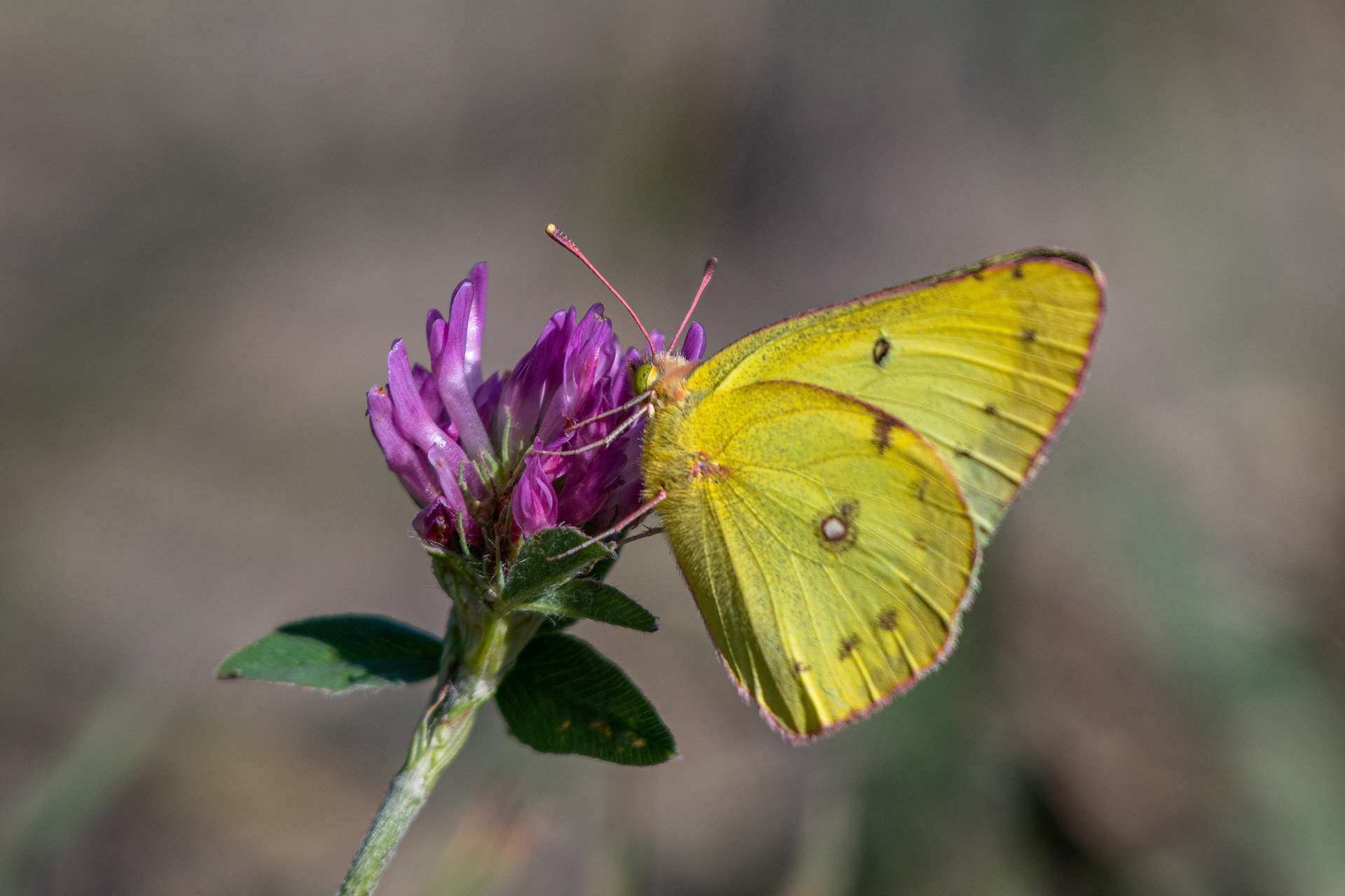 Butterfly, Ann and Sandy Cross Conservation Area, Foothills, AB