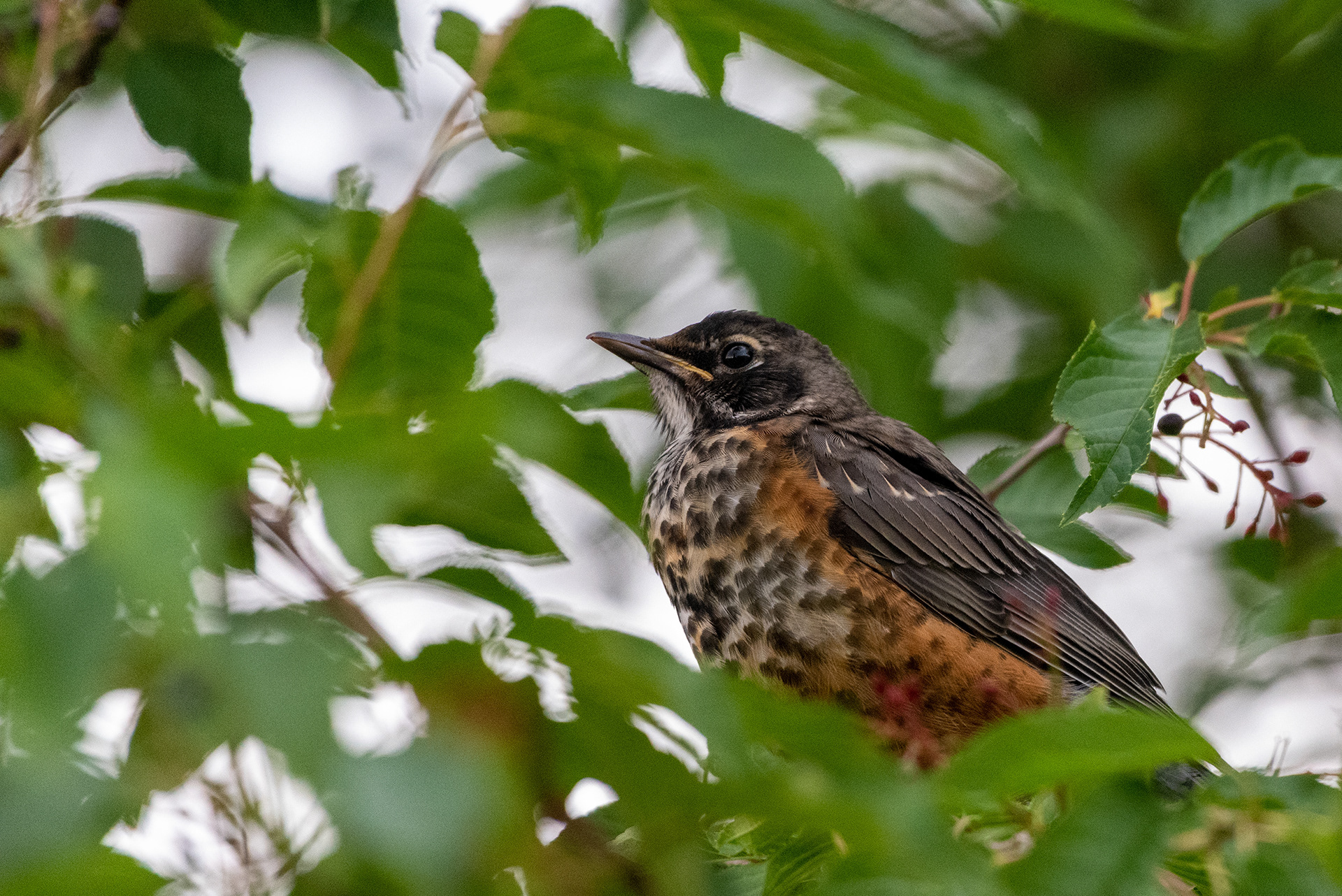 Young American Robin perched in a tree