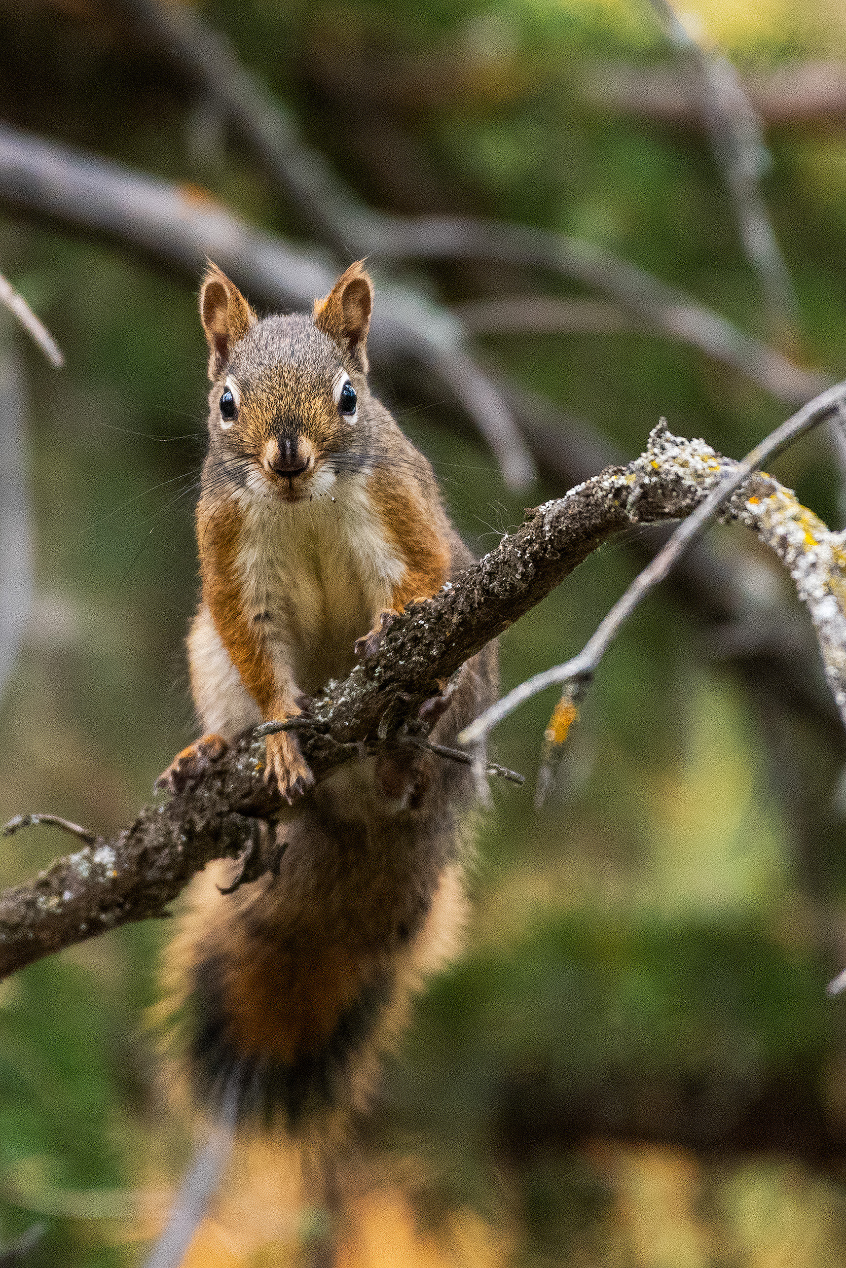 Red Squirrel near the Marshall Springs ponds in Fish Creek Provincial Park