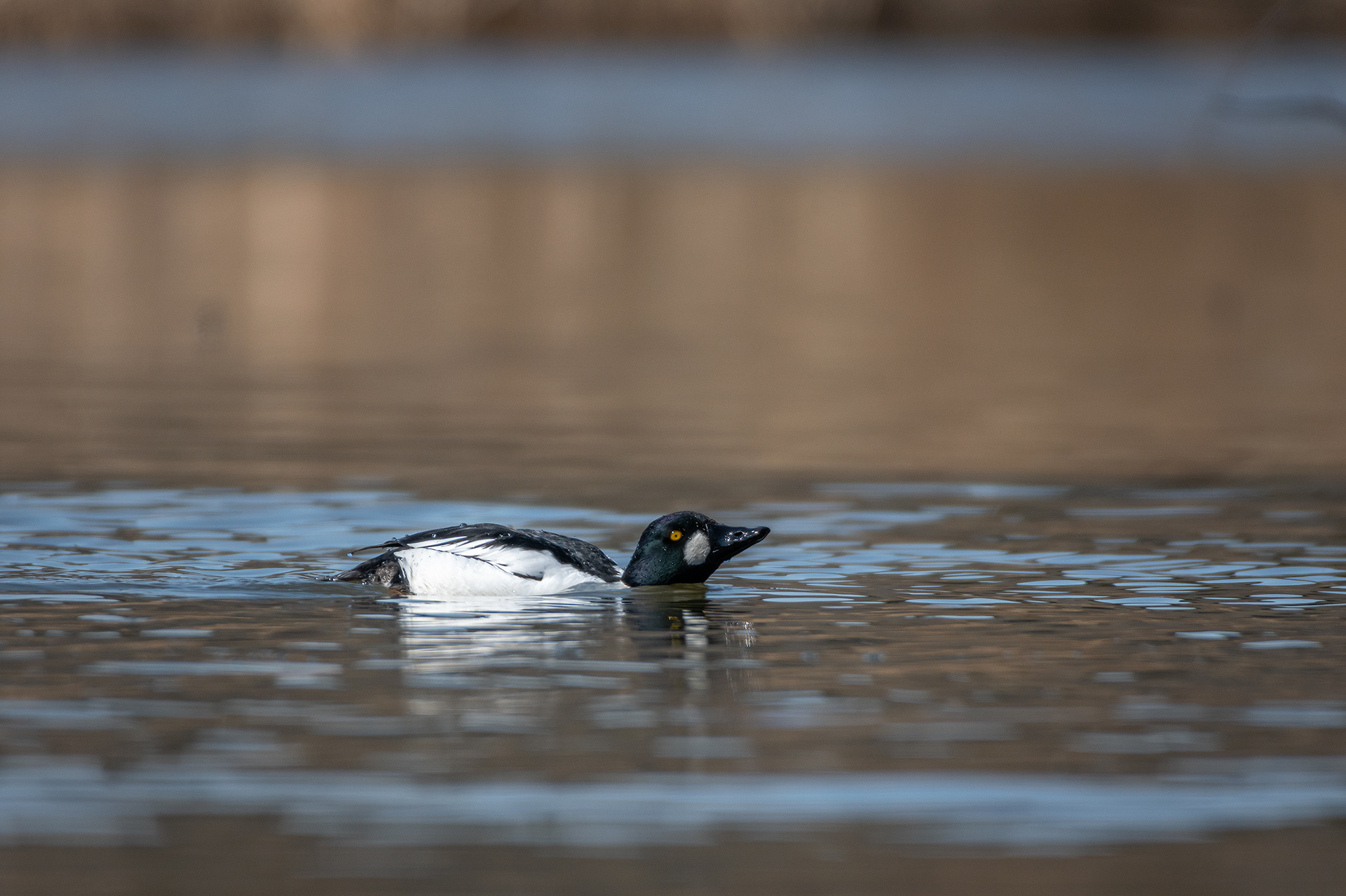 Common Goldeneye (male), Marshall Springs, Fish Creek Provincial Park, Calgary, AB