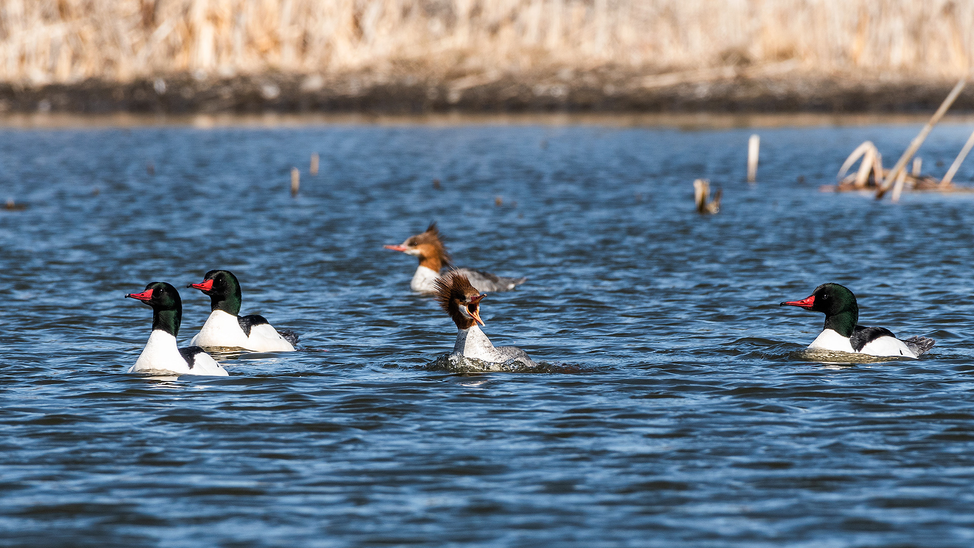 Common Mergansers at the Marshall Springs ponds in Fish Creek Provincial Park