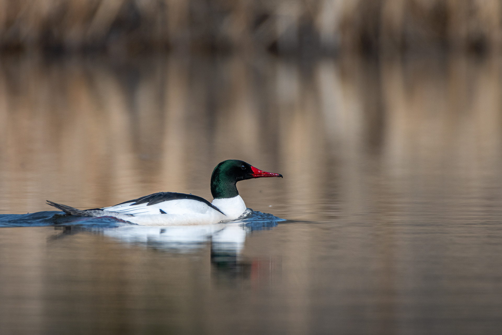 Common Merganser (male), Marshall Springs, Fish Creek Provincial Park, Calgary, AB