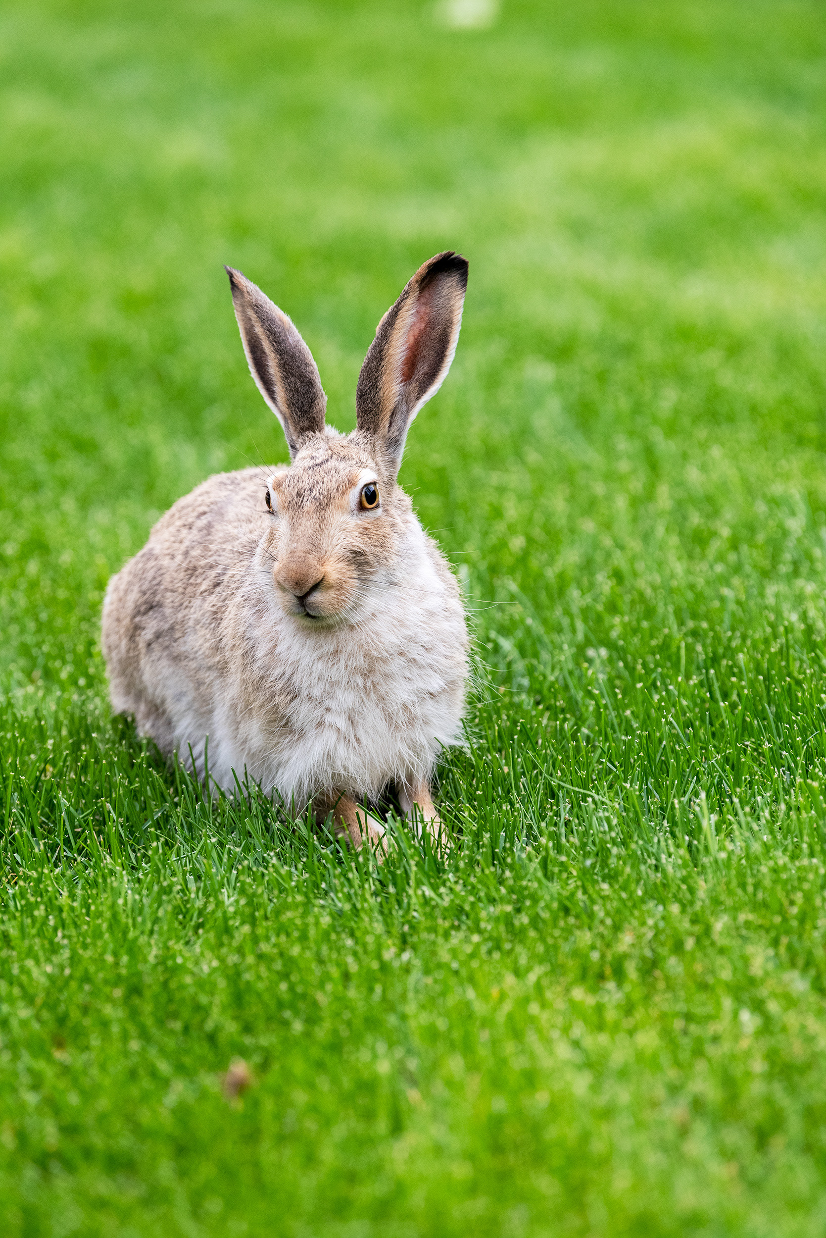 wild hare, Bridlewood, Calgary, Alberta