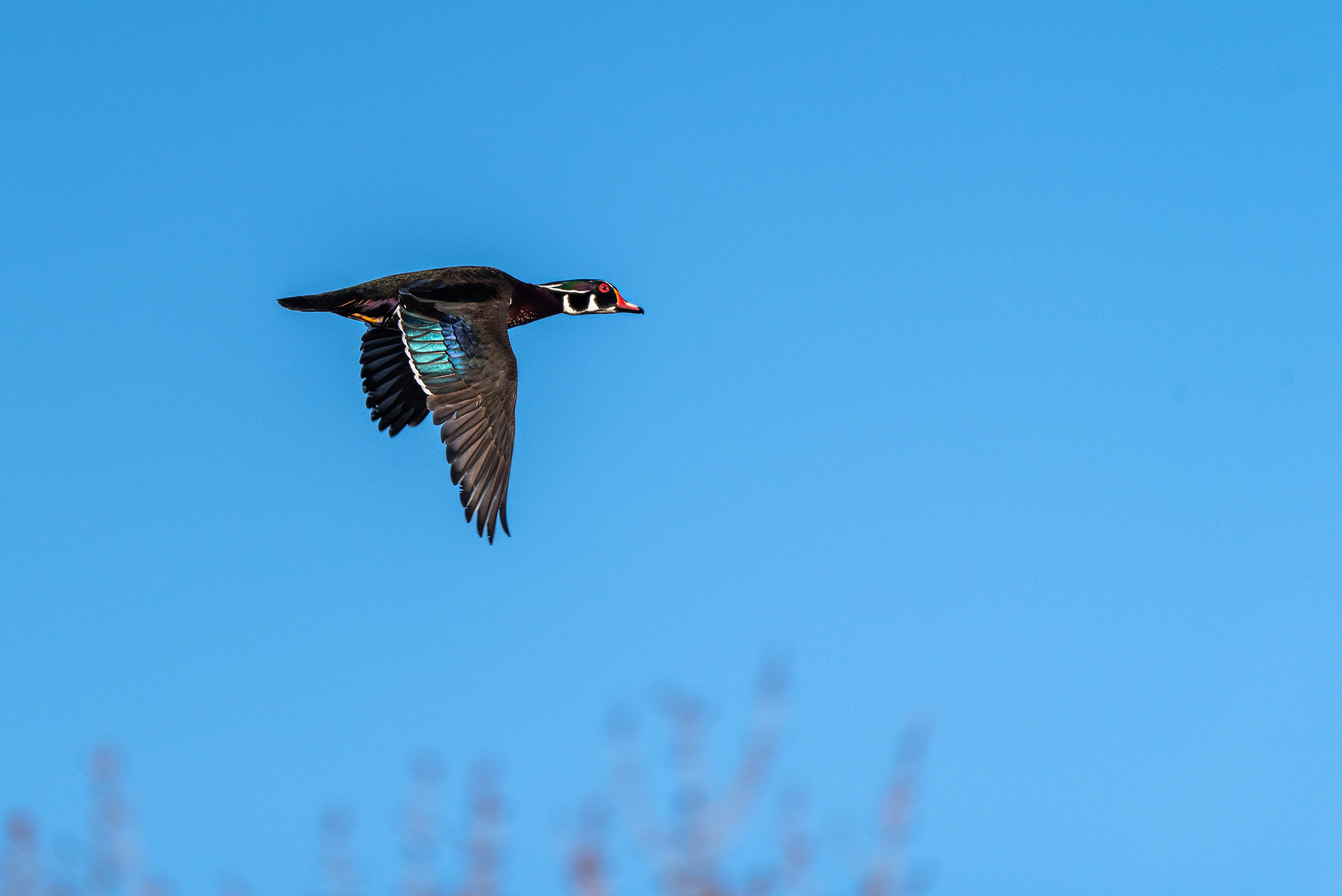 Wood Duck (male) in flight at the Inglewood Bird Sanctuary & Nature Centre, Calgary, Alberta