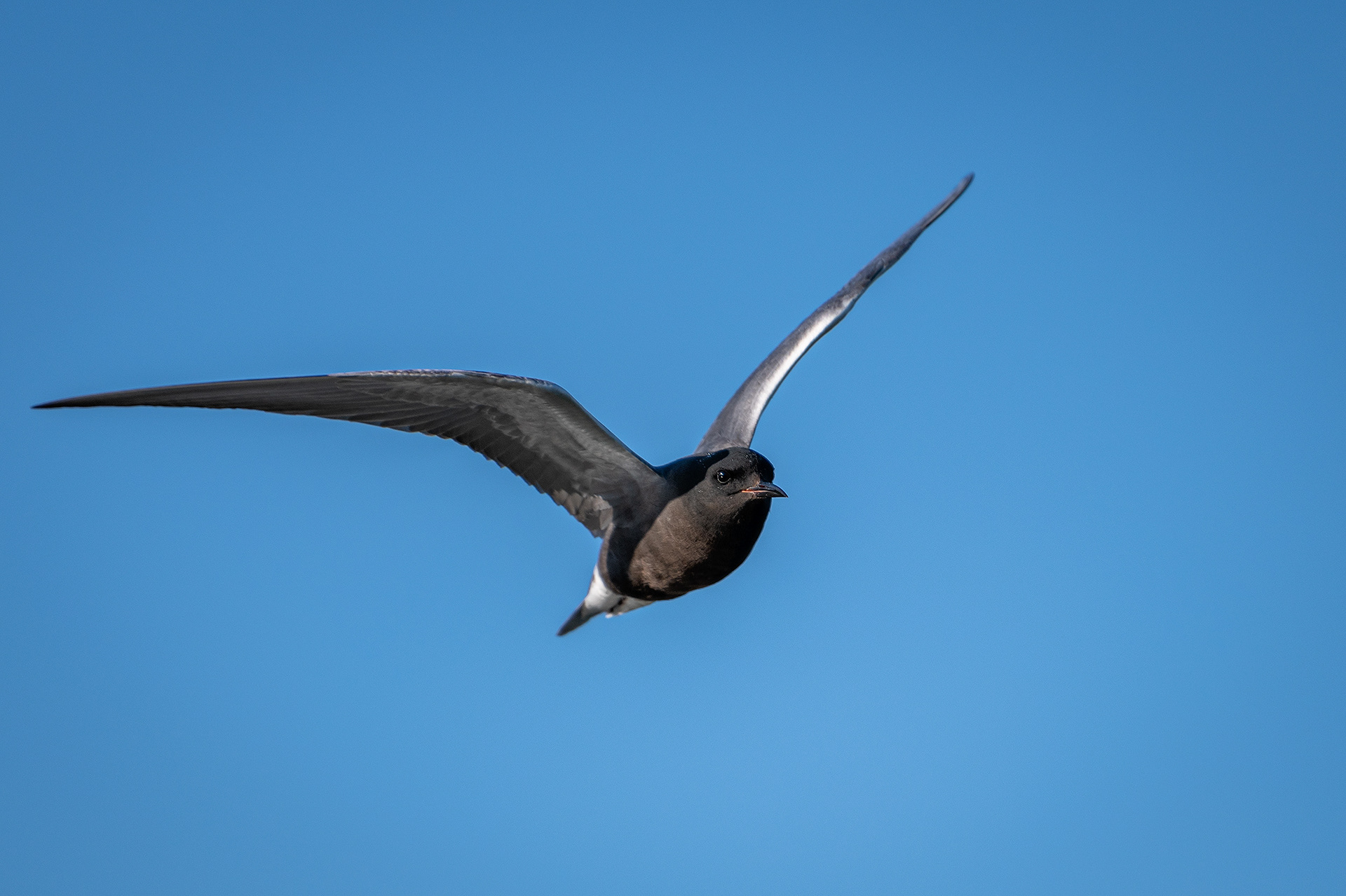 Black Tern (in flight), Marshall Springs ponds, Fish Creek Provincial Park, Calgary, AB