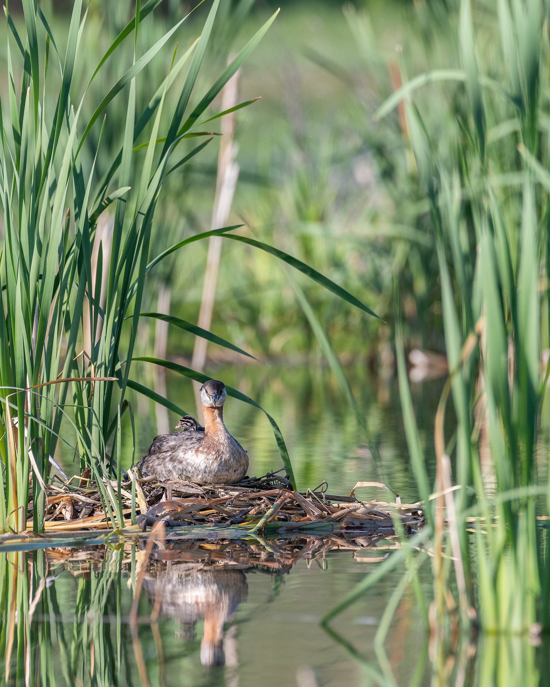 Red-necked Grebe (female) on her nest (one chick visible on her back), Marshall Springs - Fish Creek Prov. Park, Calgary, AB