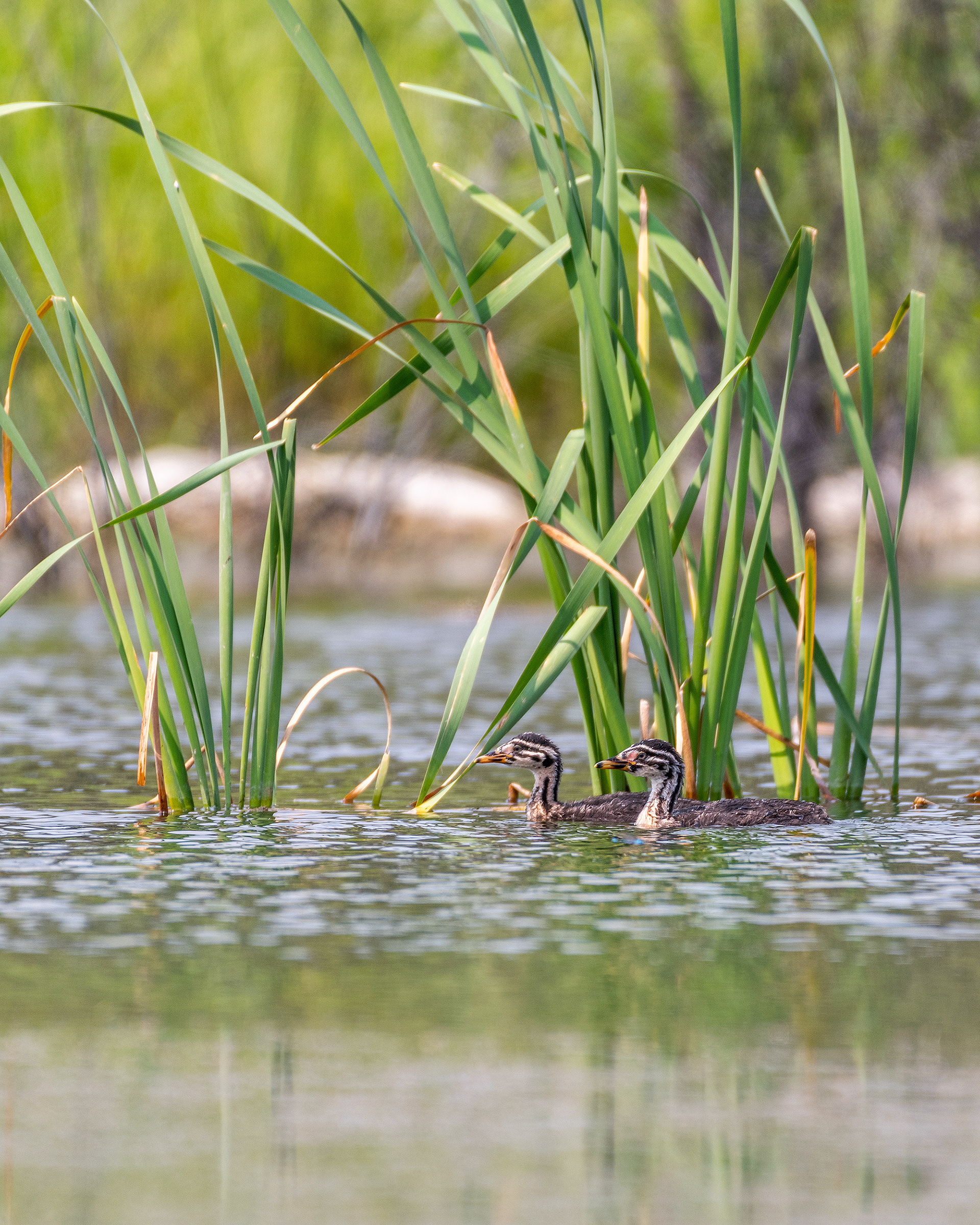 Red-necked Grebes (immature) at the ponds in Marshall Springs - Fish Creek Provincial Park, Calgary, Alberta