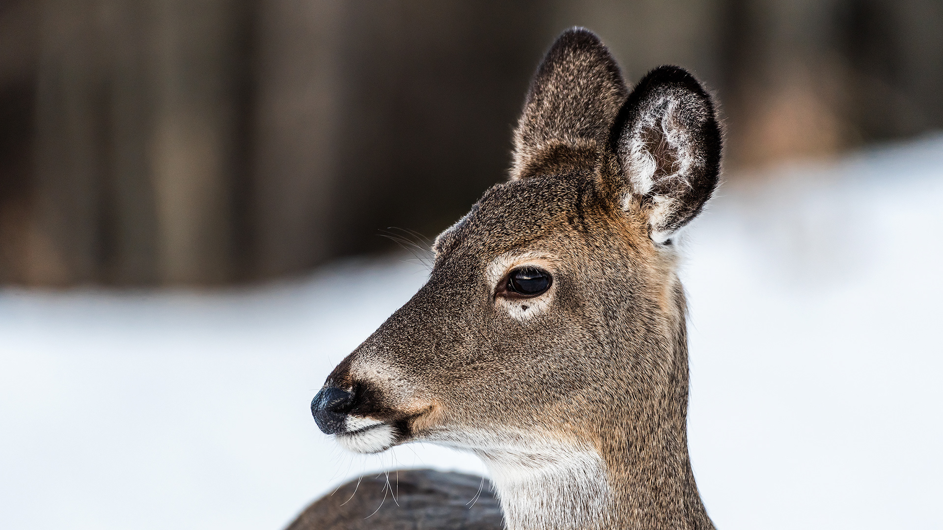 White-tailed Deer near Marshall Springs, Fish Creek Prov. Park, Calgary, AB