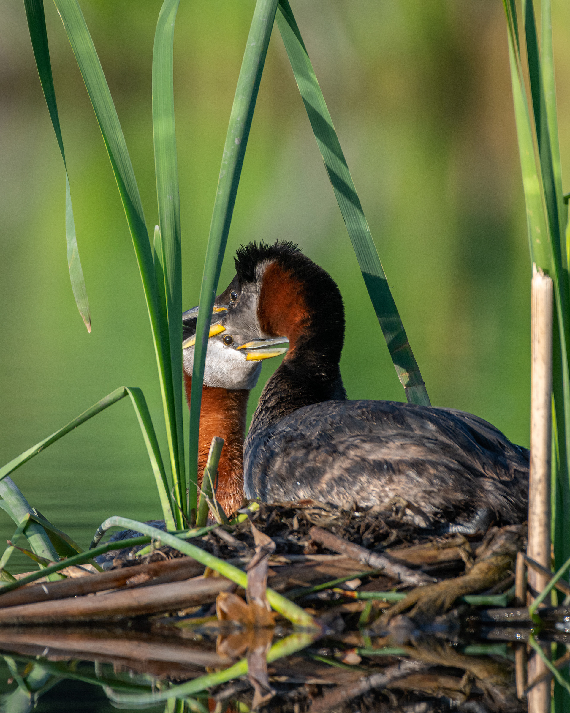 Red-necked Grebe pair, Marshall Springs ponds, Fish Creek Provincial Park, Calgary, AB