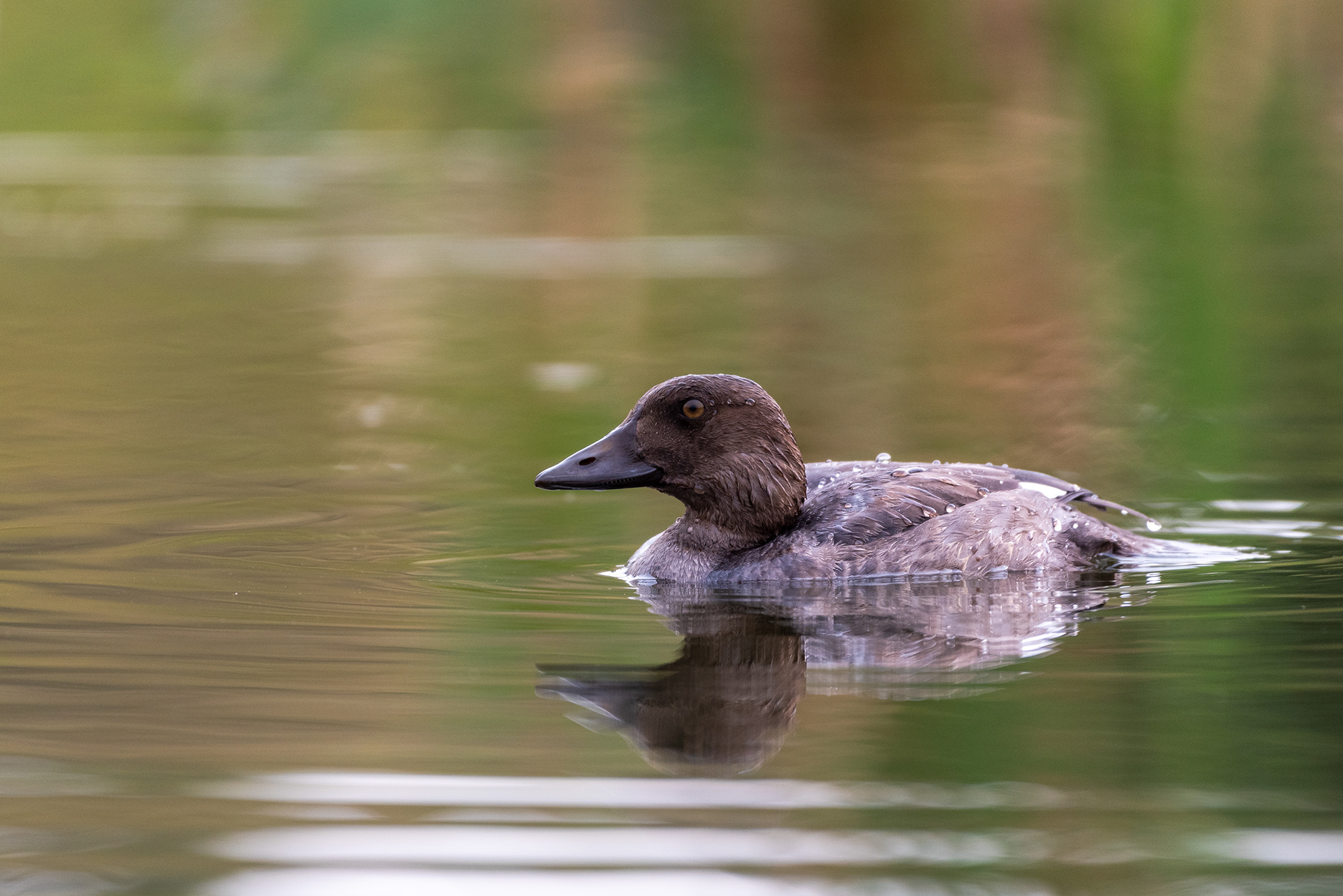 Duck (unknown type) at the Marshall Springs ponds in Fish Creek Provincial Park