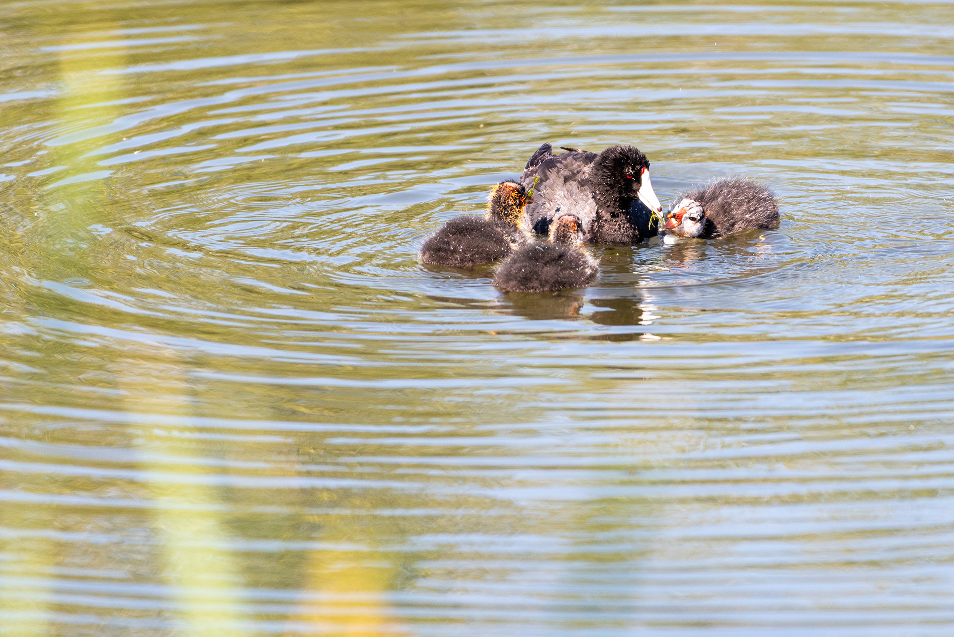 American Coot, chicks, Bridlewood Wetlands Park, Calgary, Alberta