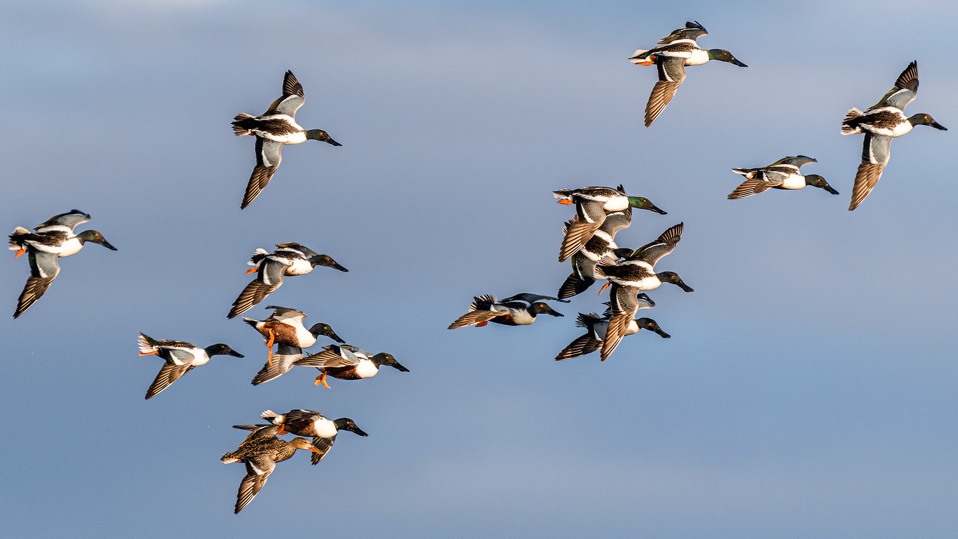 Northern Shovelers (only one is female) in flight at Frank Lake, Alberta