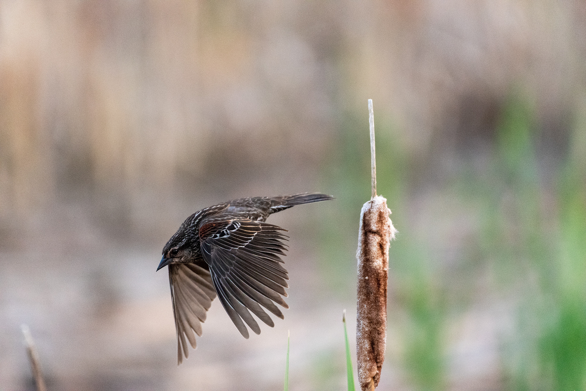 Female Red-winged Blackbird, Marshall Springs, Fish Creek Provincial Park, Calgary, Alberta
