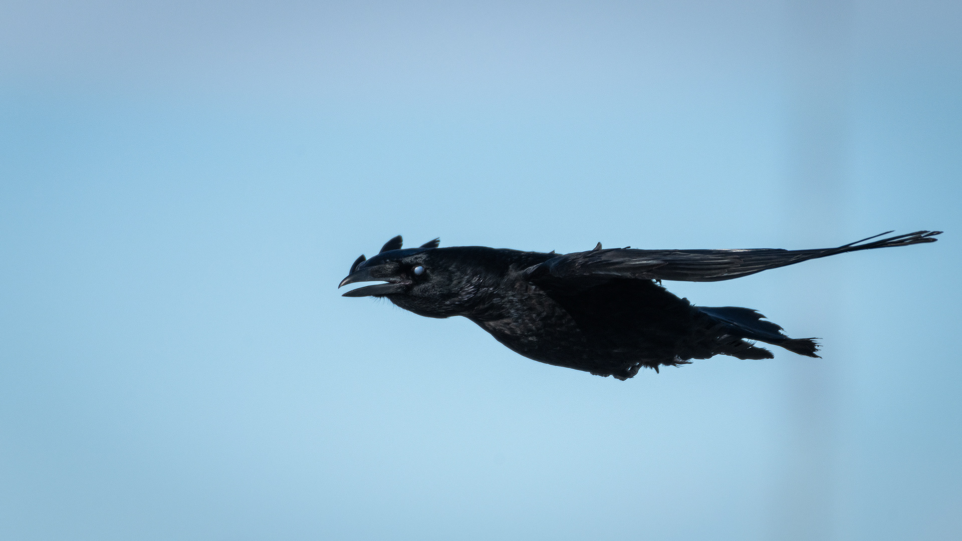 Common Raven in flight - Southview Off Leash Dog Park, Calgary, AB