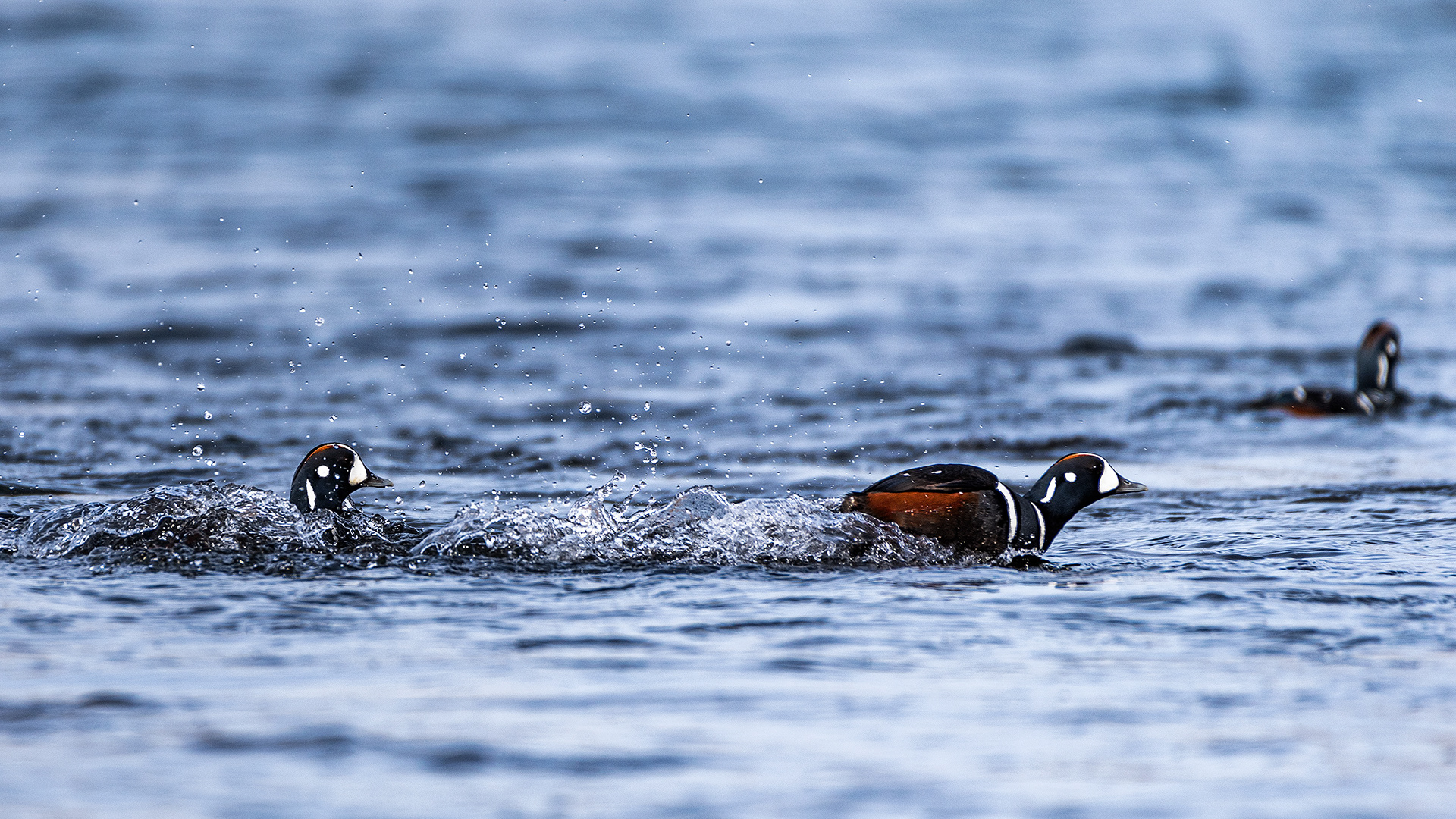 Harlequin Ducks on the Bow River near Carburn Park, Calgary, AB