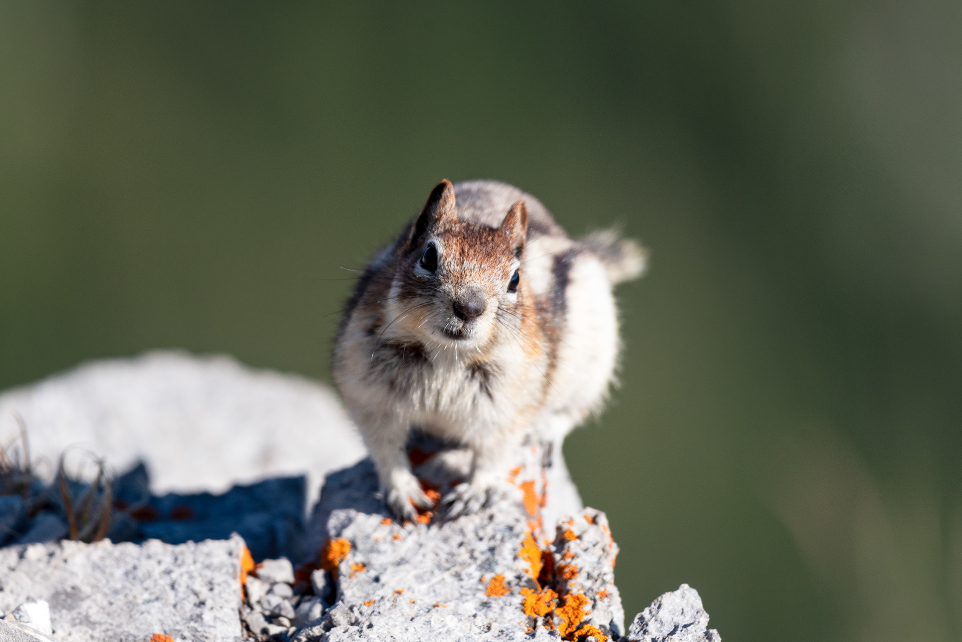 Chipmunk