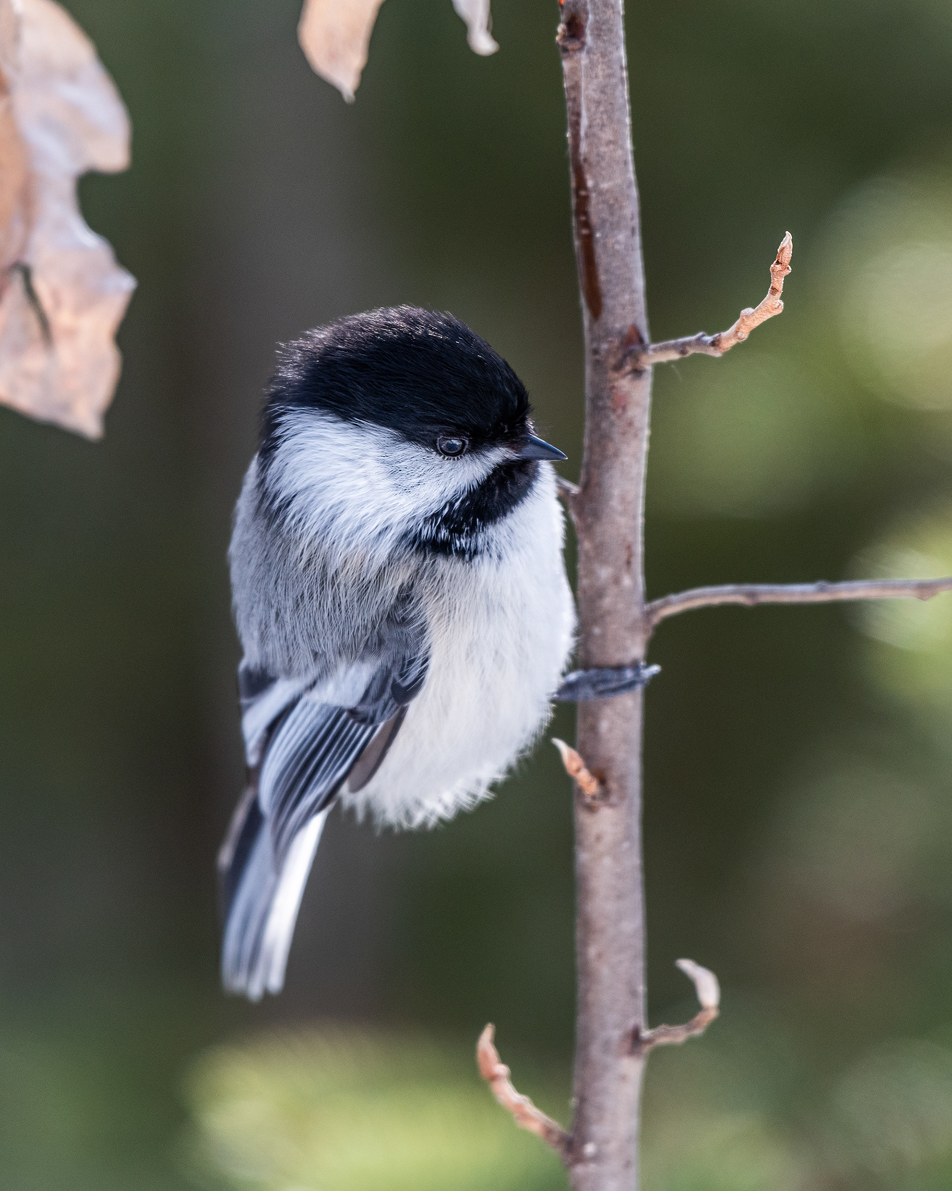 Black-capped Chickadee near Marshall Springs in Fish Creek Provincial Park